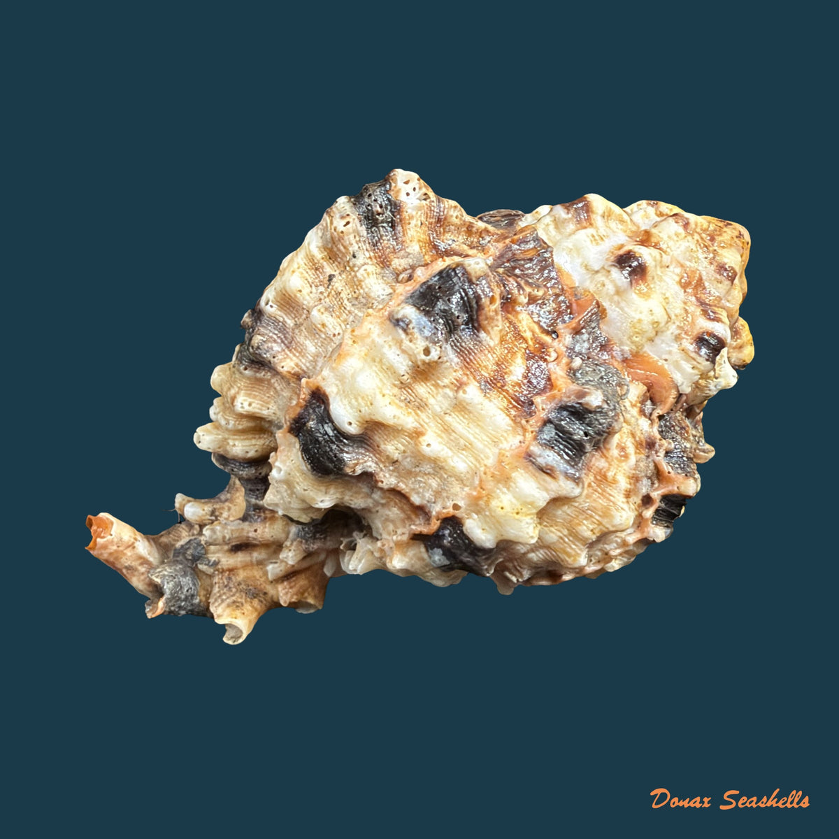 Hexaplex melonulus (Lamarck, 1822) - 79,9mm