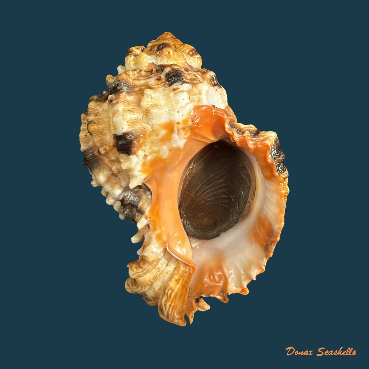 Hexaplex melonulus (Lamarck, 1822) - 79,9mm