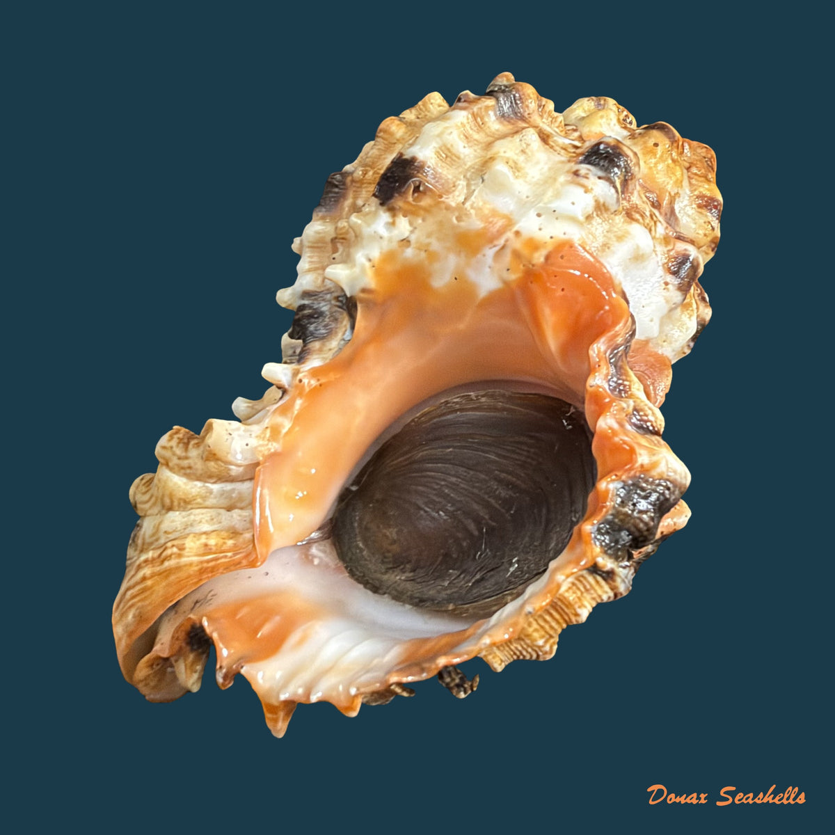 Hexaplex melonulus (Lamarck, 1822) - 79,9mm