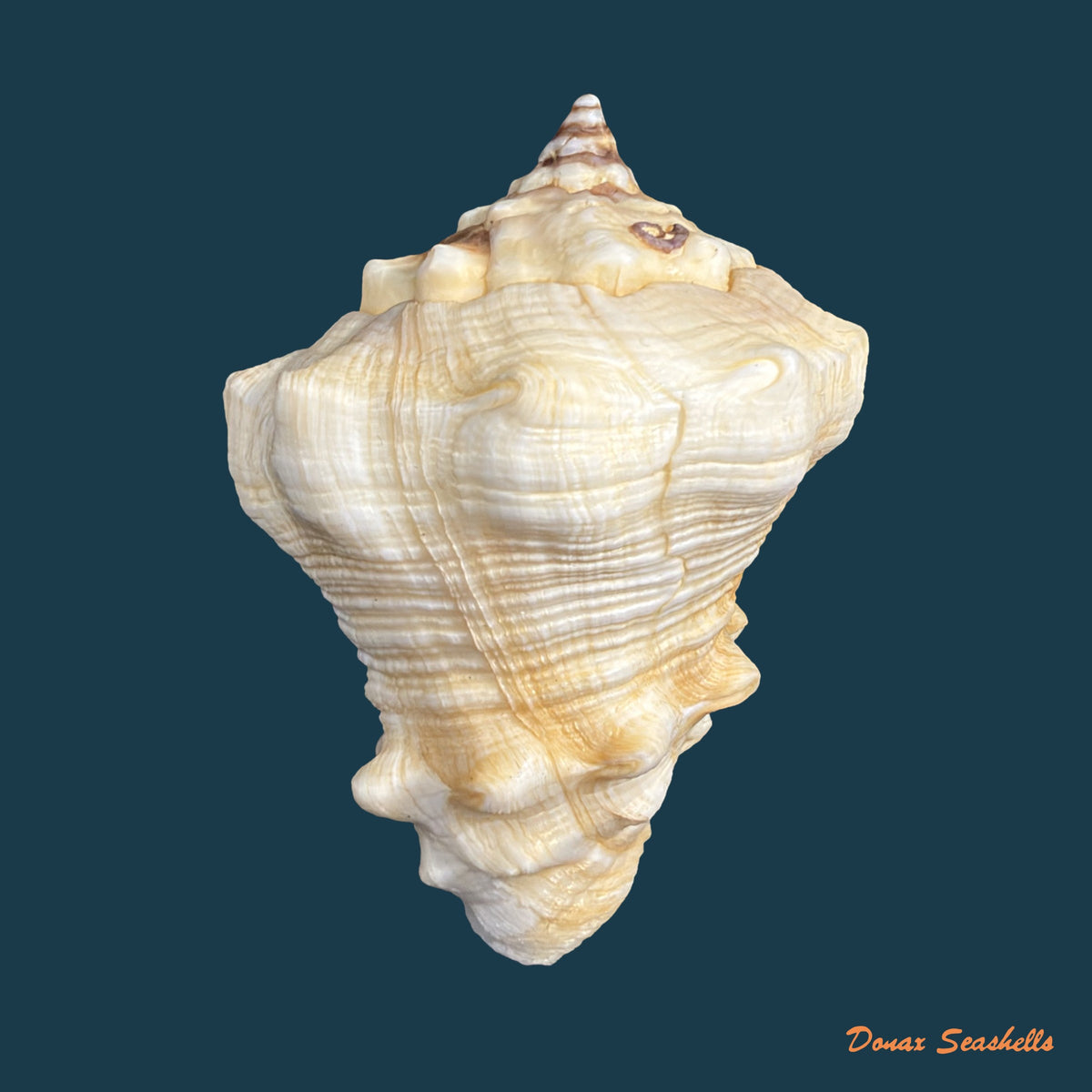 Volutella muricata (Born, 1778) - 74,1mm