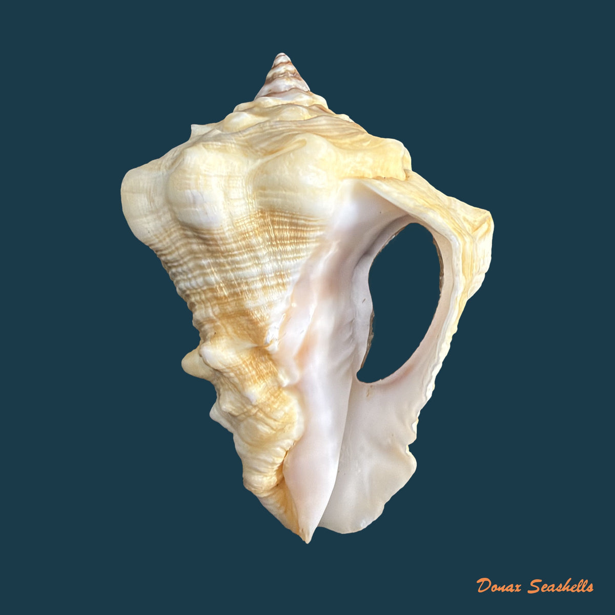 Volutella muricata (Born, 1778) - 74,1mm