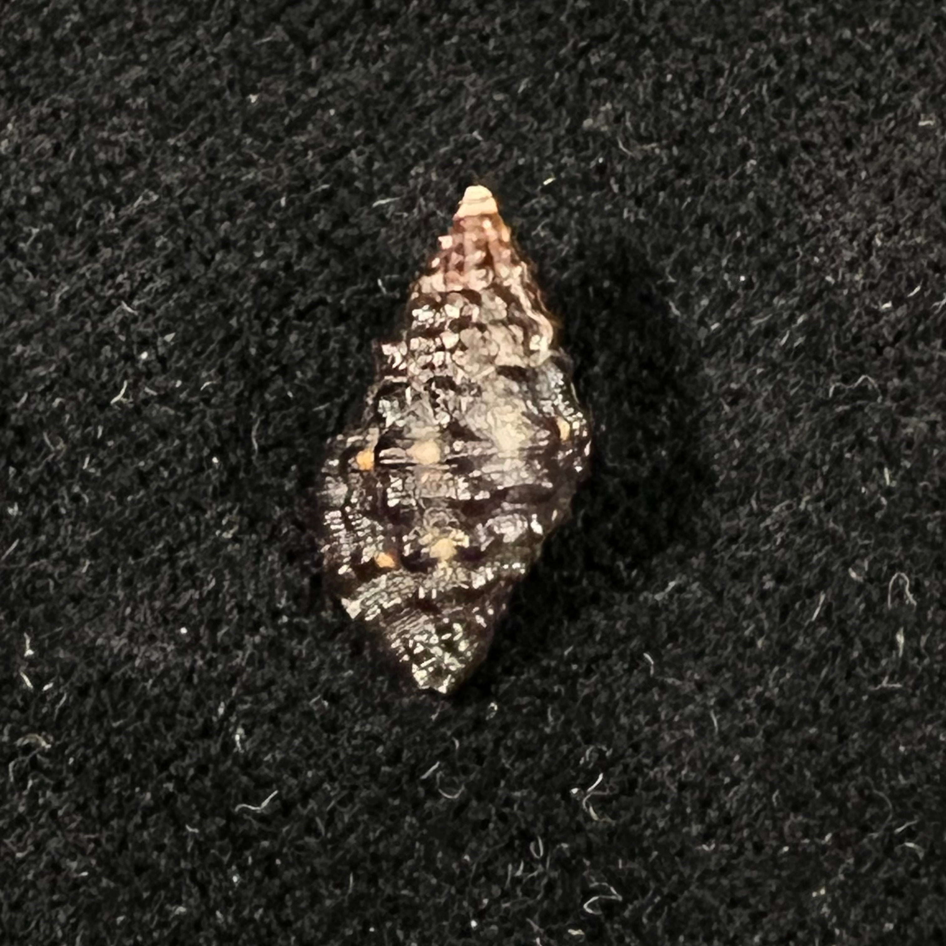 Claremontiella nodulosa (C. B. Adams, 1845) - 14,9mm