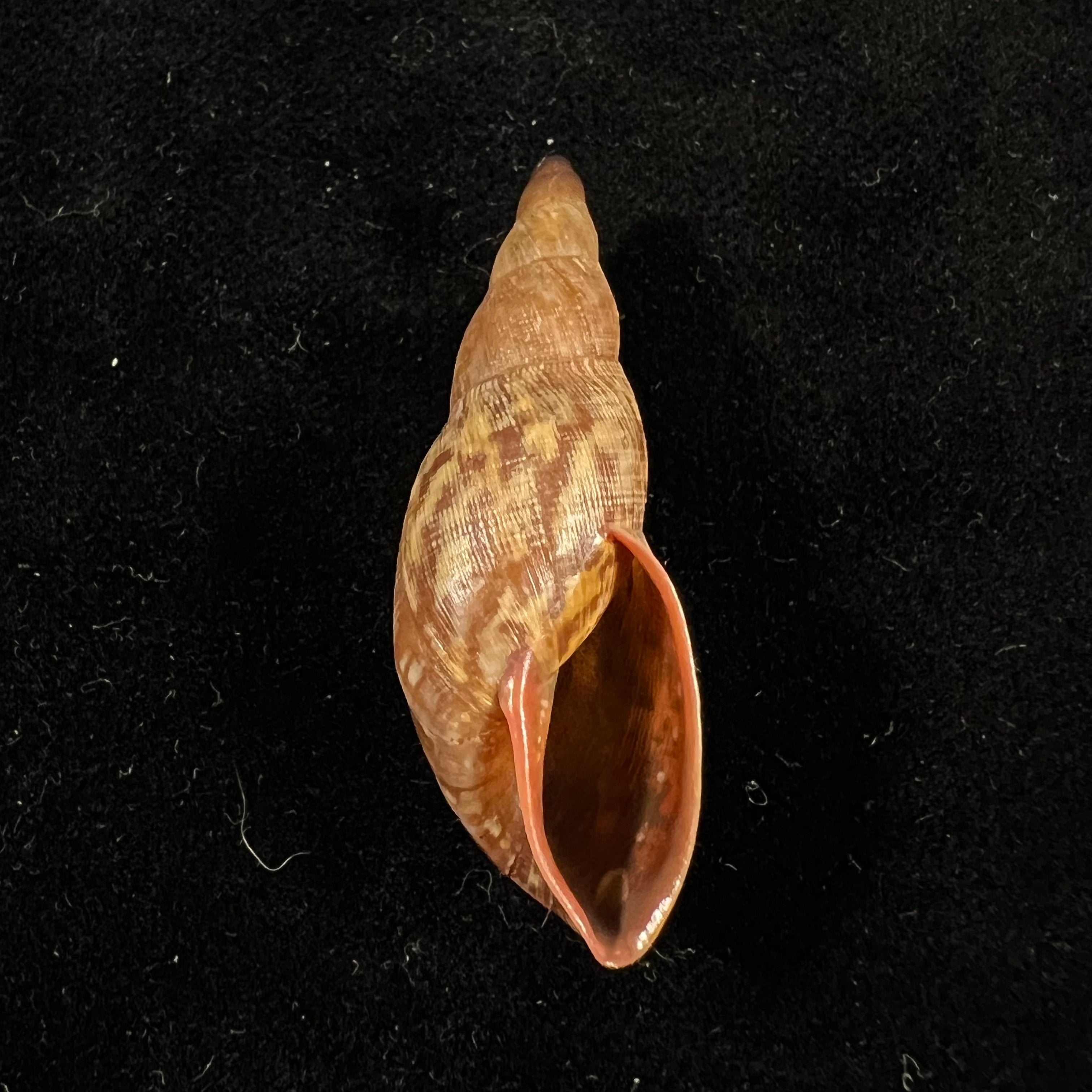 埃及钩口鱼 (L. Pfeiffer, 1845) - 40,8mm