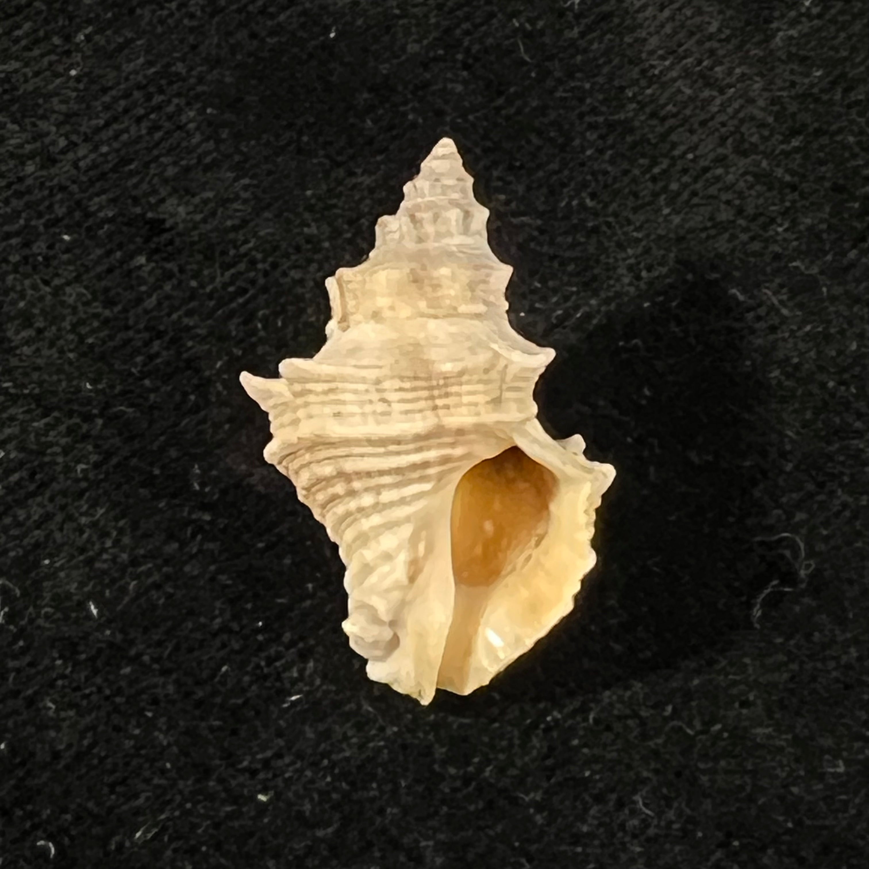 Thaisella mariae (Morretes, 1954) - 29,8mm