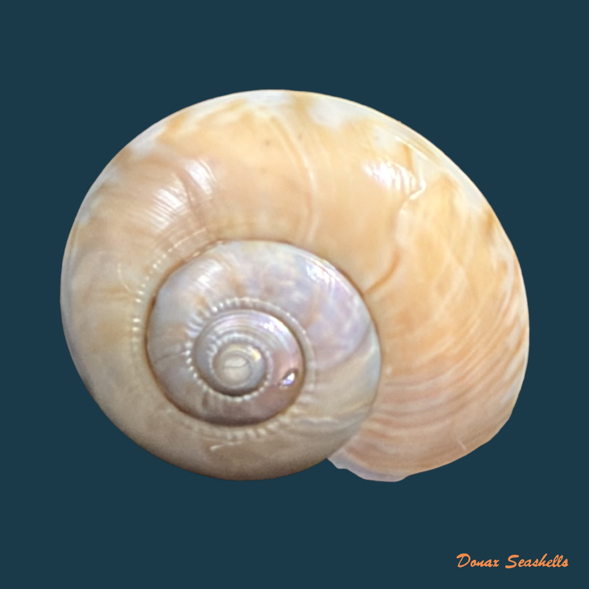Ilanga biradiatula (E. von Martens, 1902) - 15,7mm
