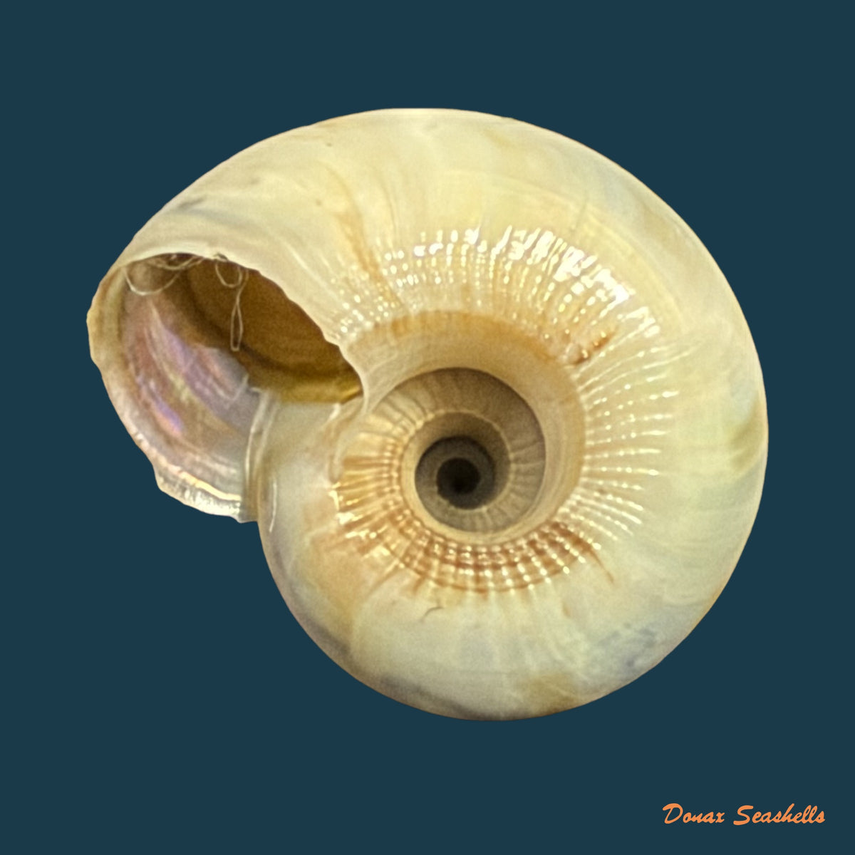 Ilanga biradiatula (E. von Martens, 1902) - 15,7mm