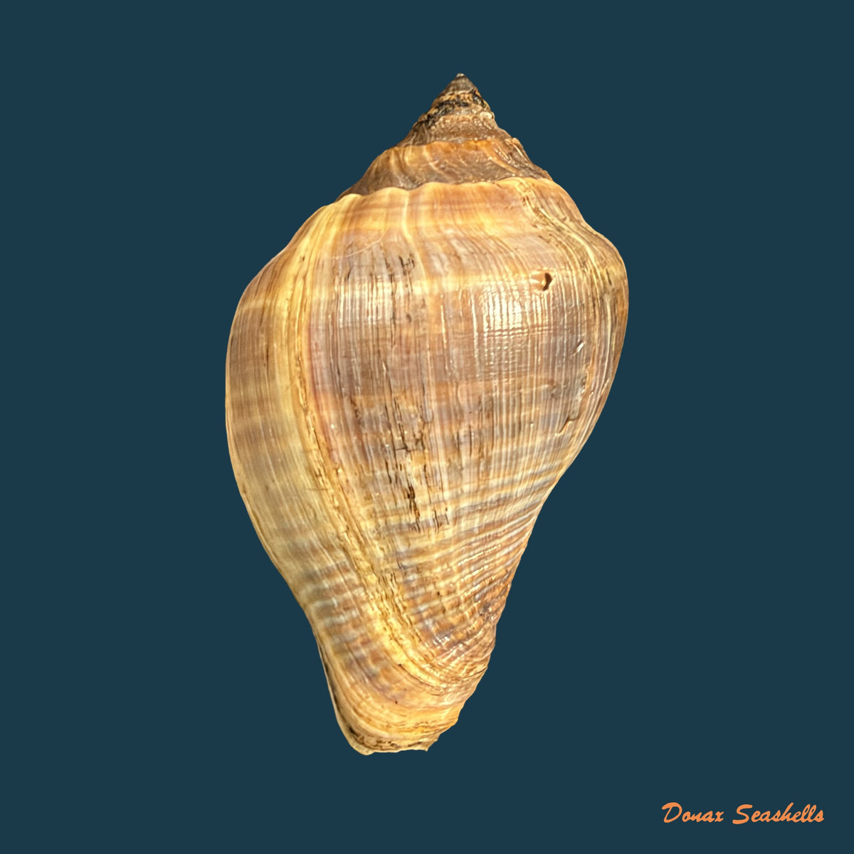 Volema pyrum (Gmelin, 1791) - 55,3mm