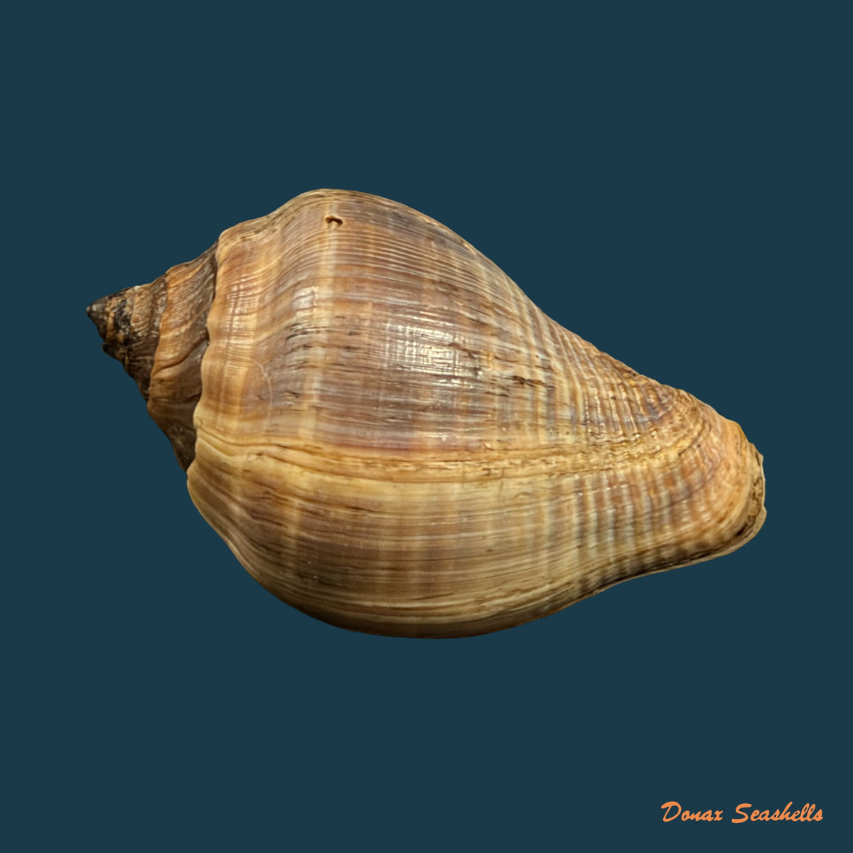 Volema pyrum (Gmelin, 1791) - 55,3mm