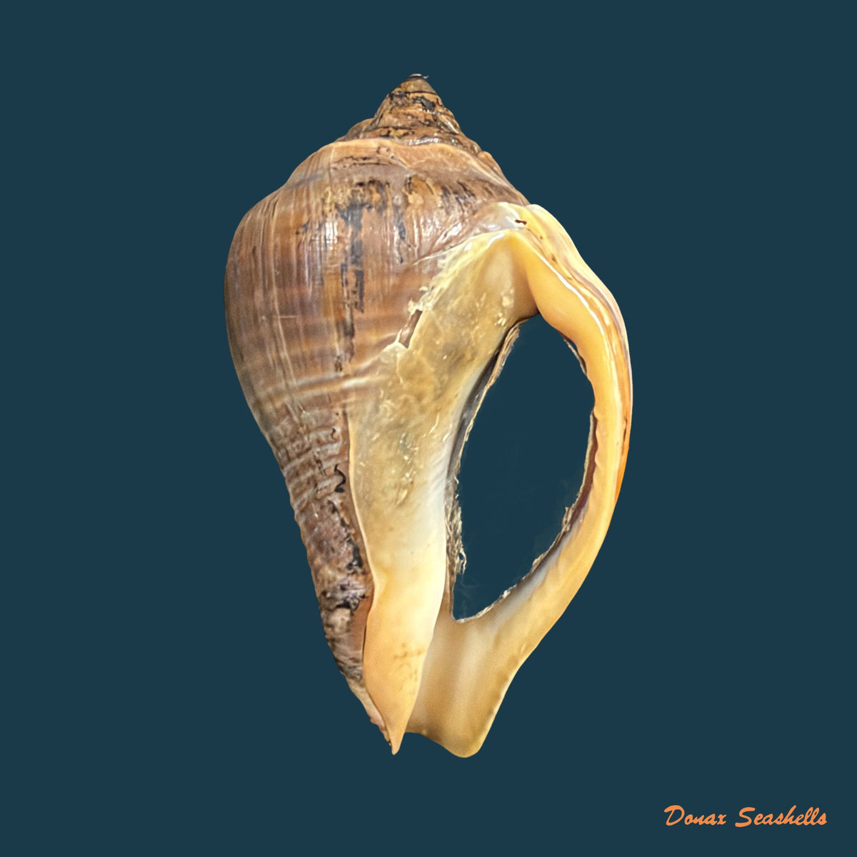 Volema pyrum (Gmelin, 1791) - 55,3mm