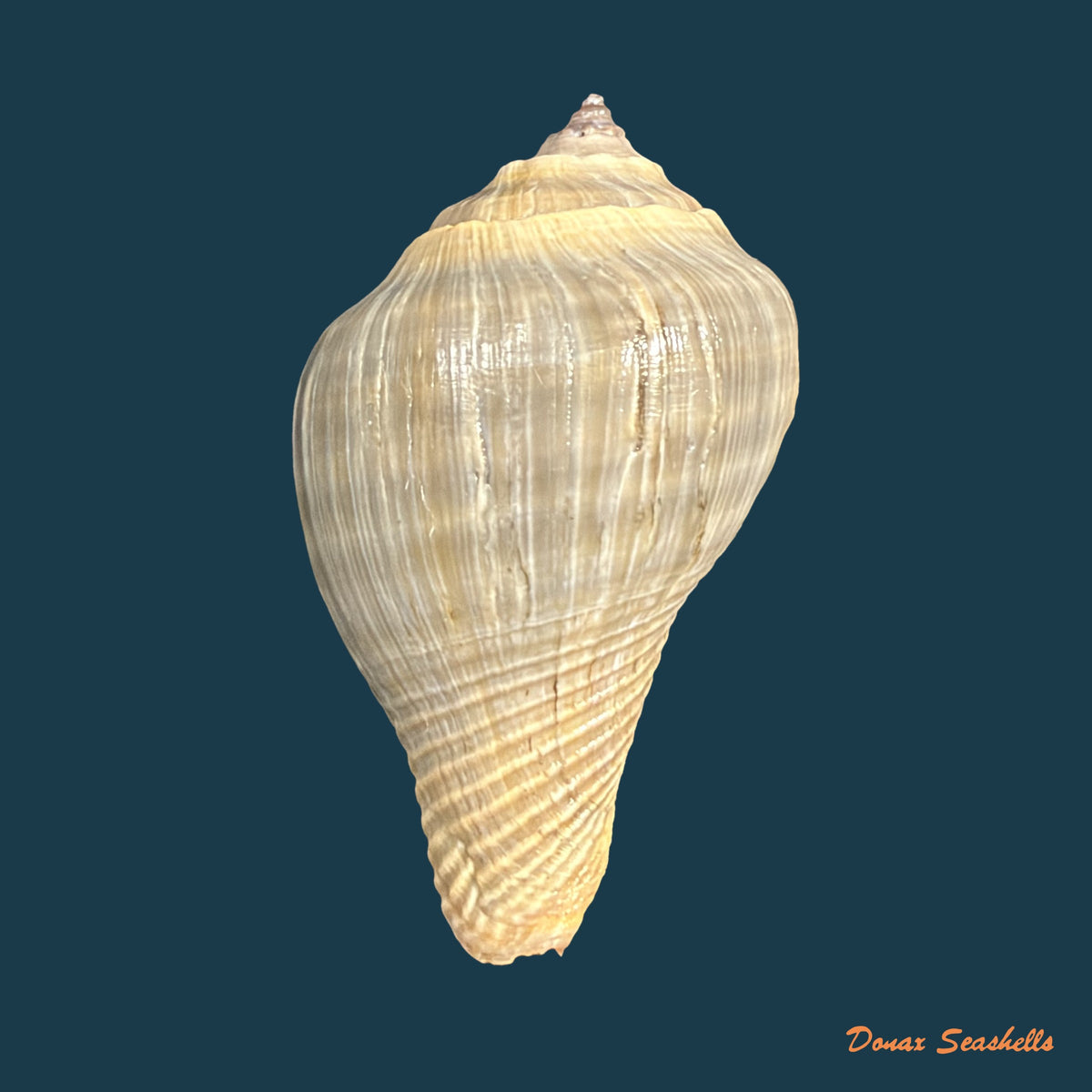 Volema pyrum (Gmelin, 1791) - 50,9mm