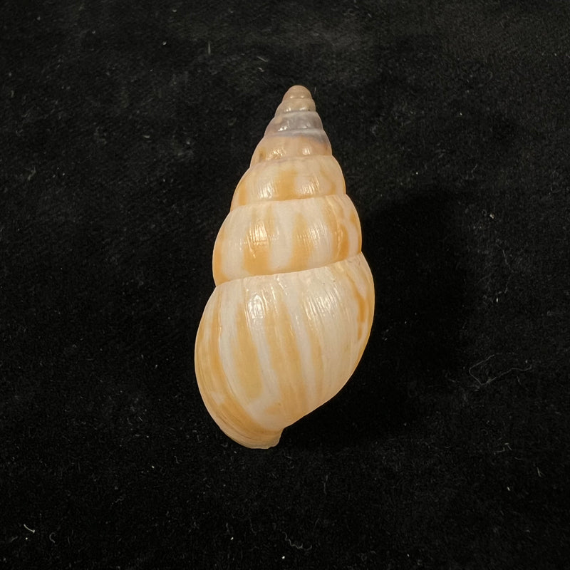 Limicolaria tenebricosa (Reeve, 1848) - 39,4mm