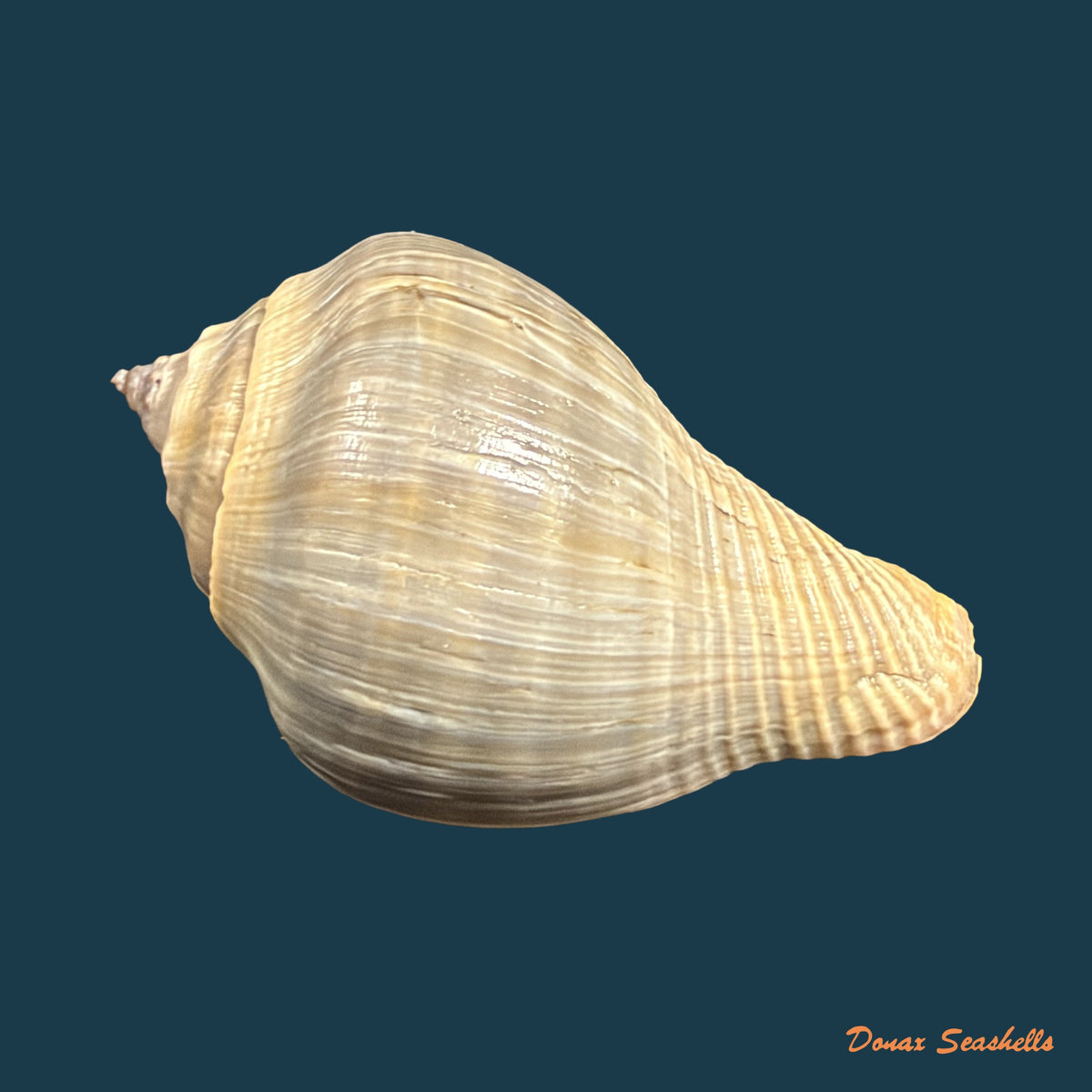 Volema pyrum (Gmelin, 1791) - 50,9mm