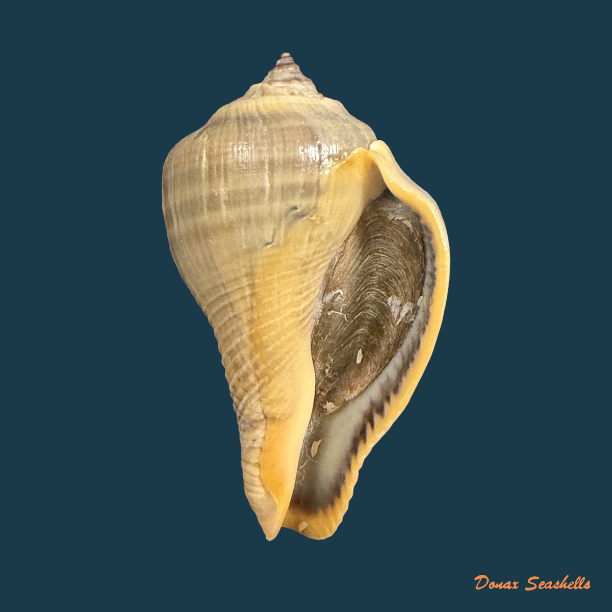 Volema pyrum (Gmelin, 1791) - 50,9mm