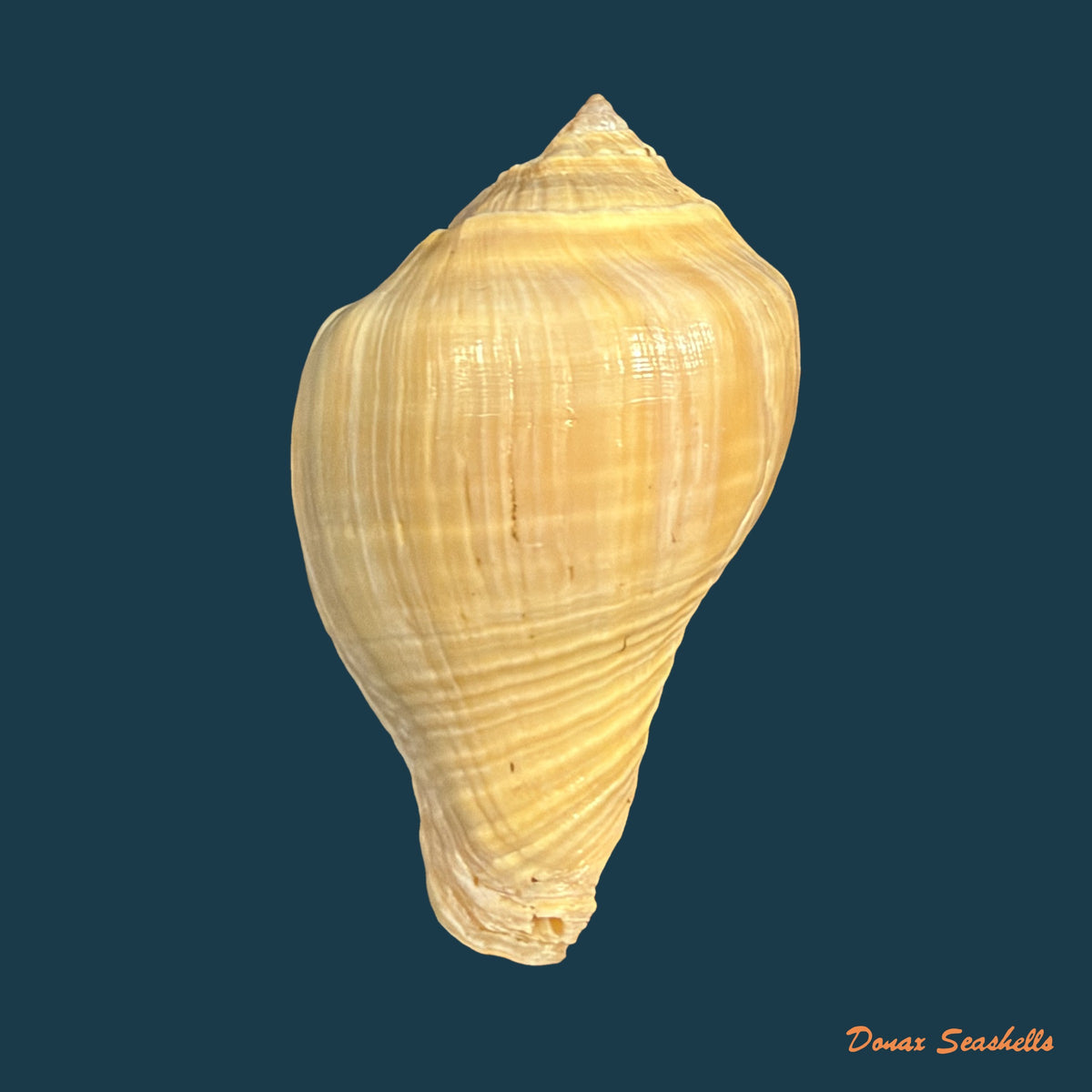Volema pyrum (Gmelin, 1791) - 45,8mm