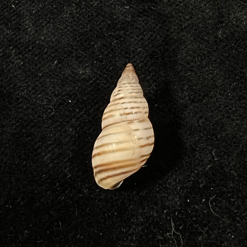 Bostryx punctilineatus (Haas, 1951) - 20,2mm