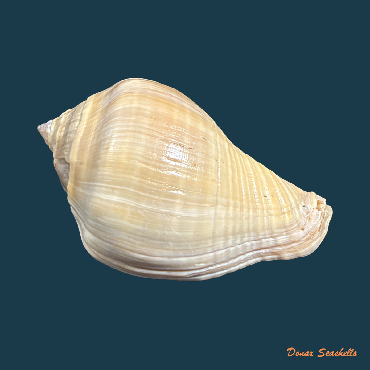 Volema pyrum (Gmelin, 1791) - 45,8mm