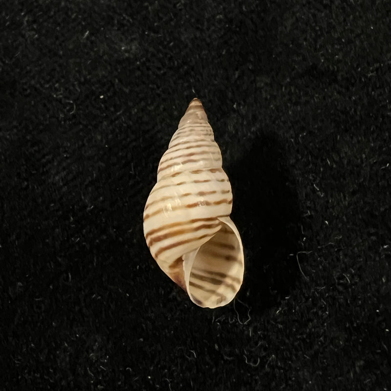 Bostryx punctilineatus (Haas, 1951) - 20,2mm