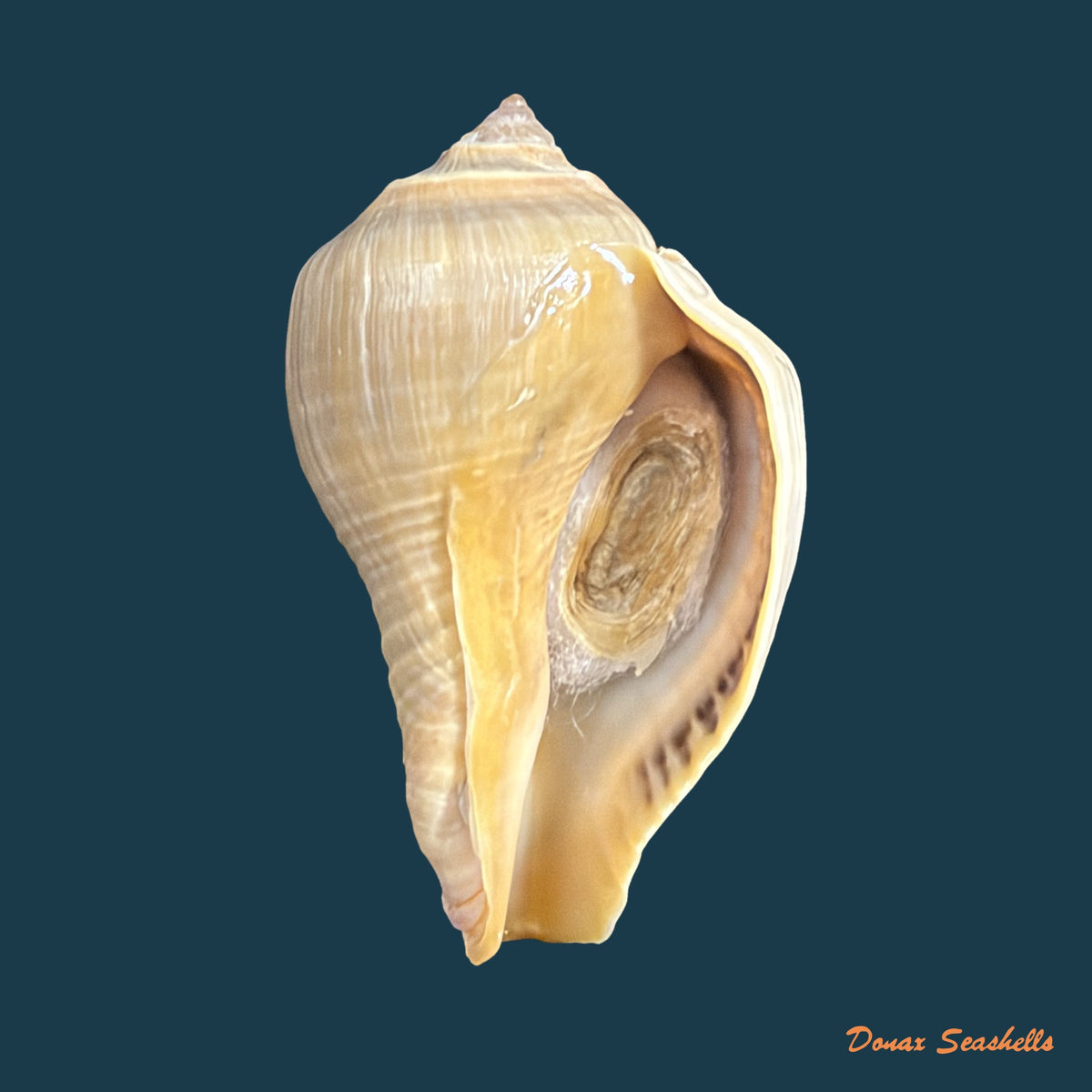 Volema pyrum (Gmelin, 1791) - 45,8mm