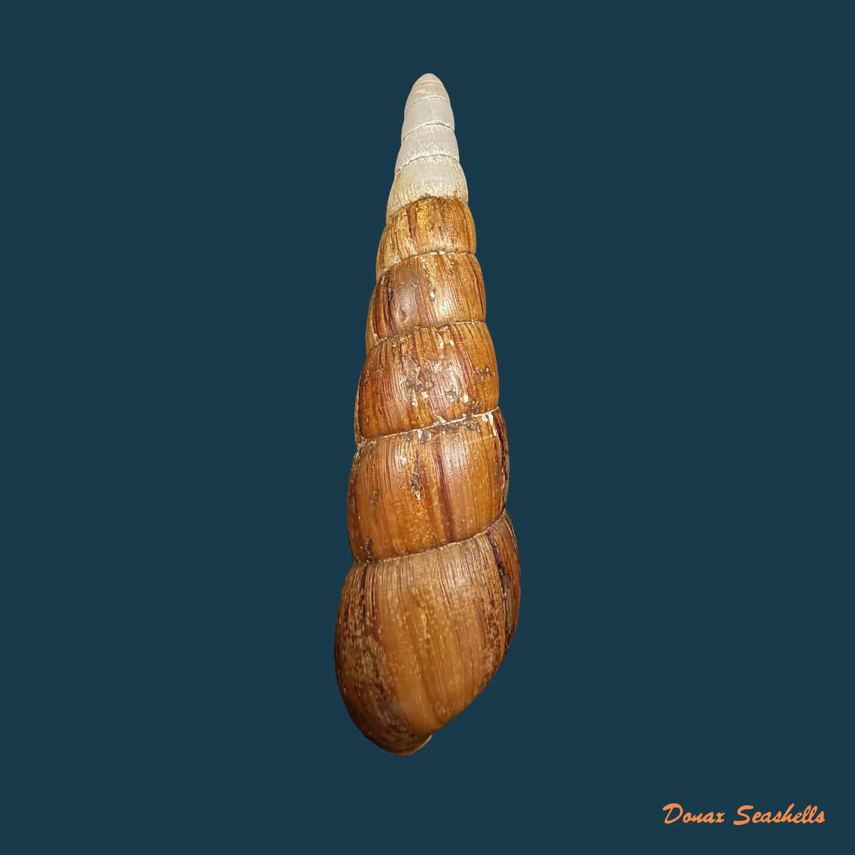 Neobeliscus calcareus (Born, 1778) - 117,8mm
