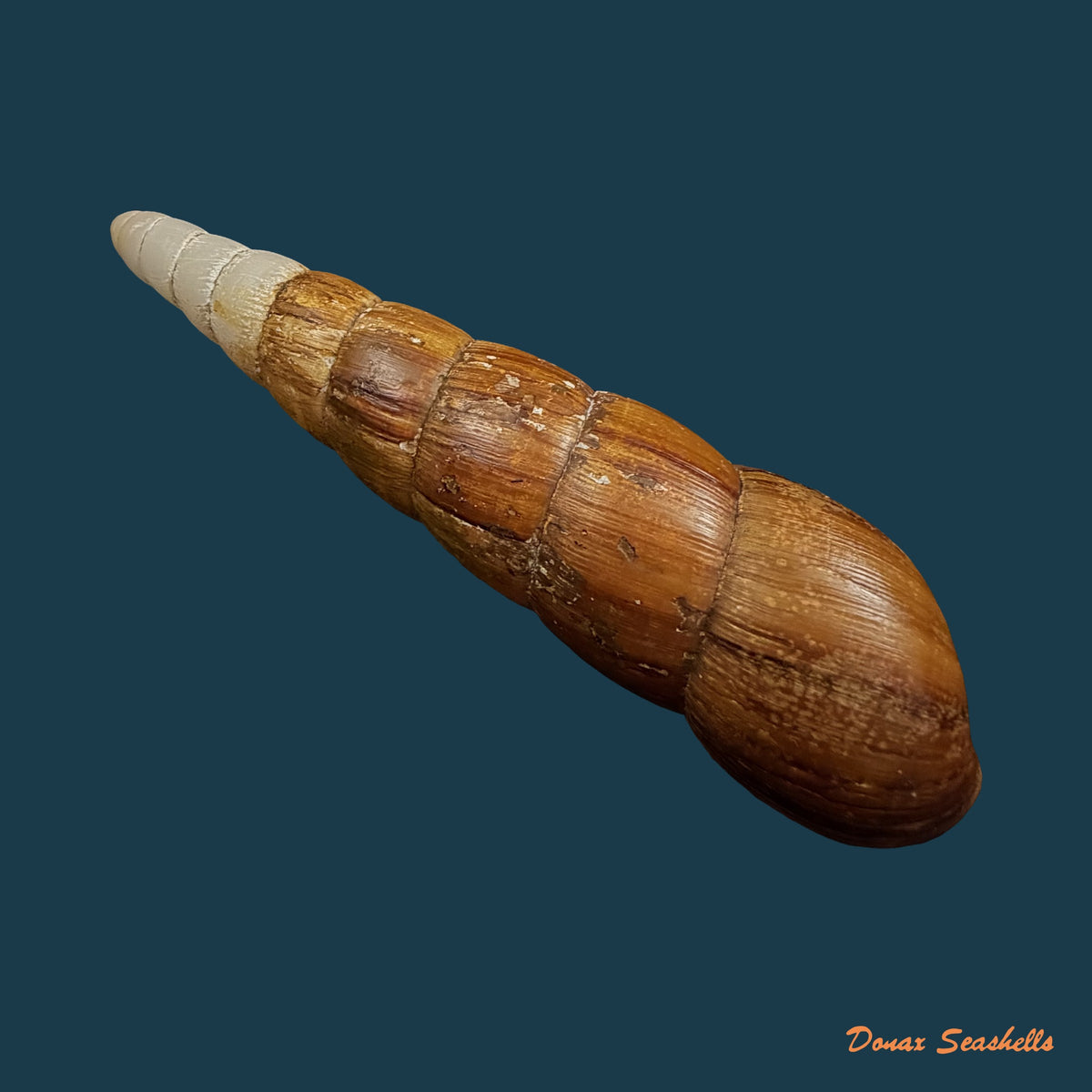 Neobeliscus calcareus (Born, 1778) - 117,8mm