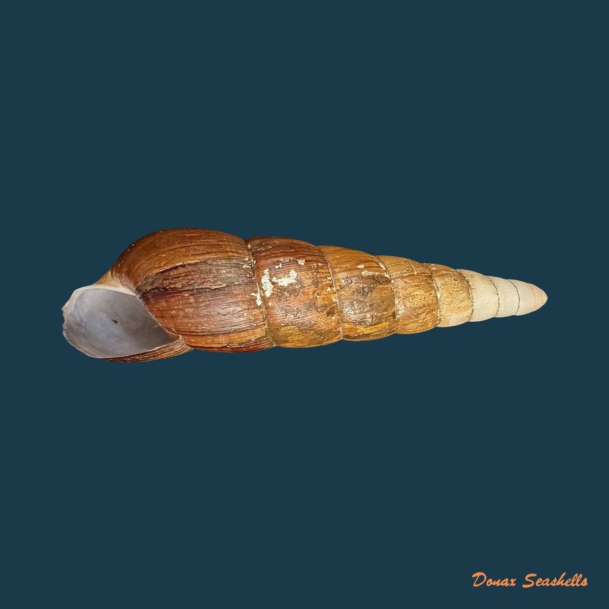 Neobeliscus calcareus (Born, 1778) - 117,8mm