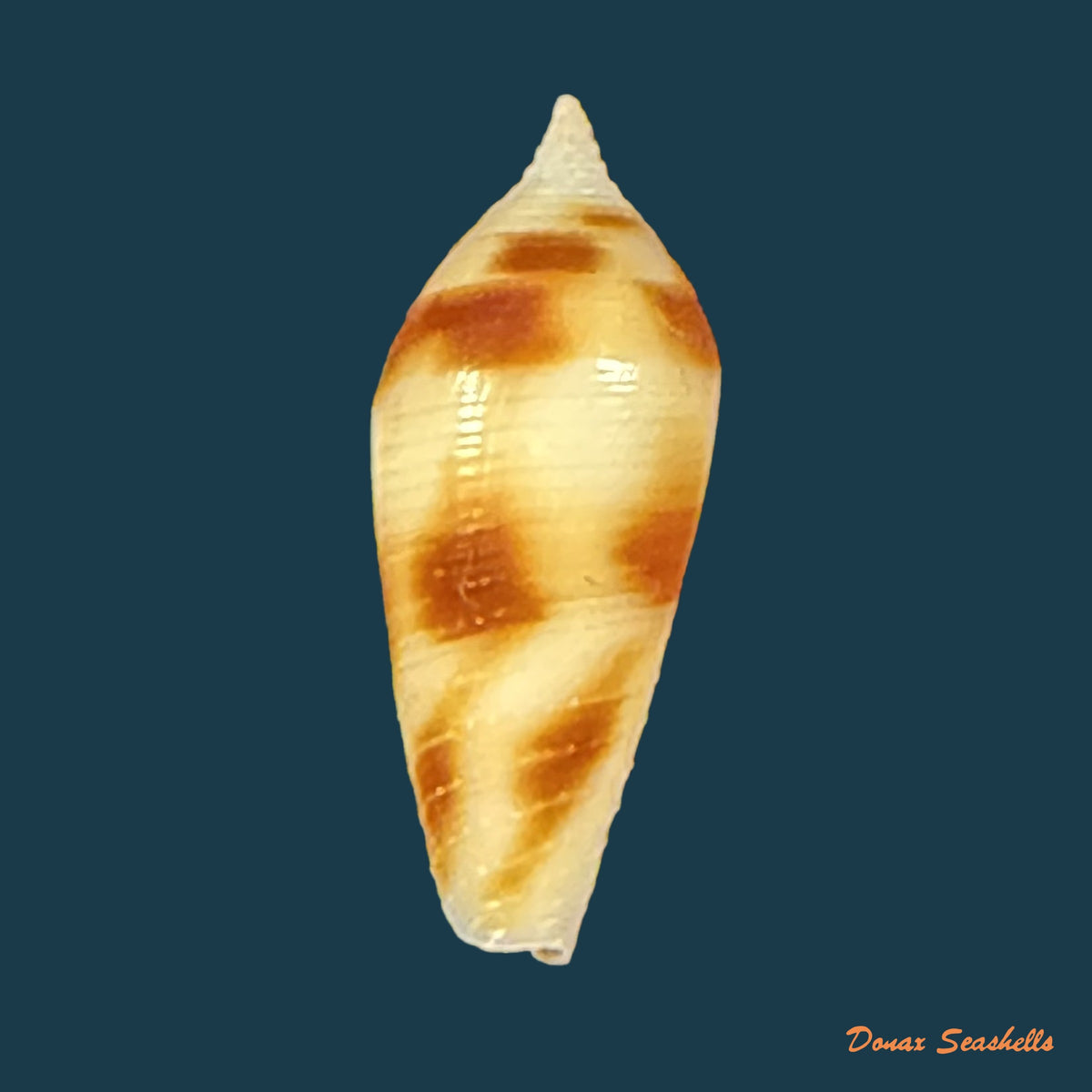 Conus mitratus Hwass, 1792 - 16,1mm