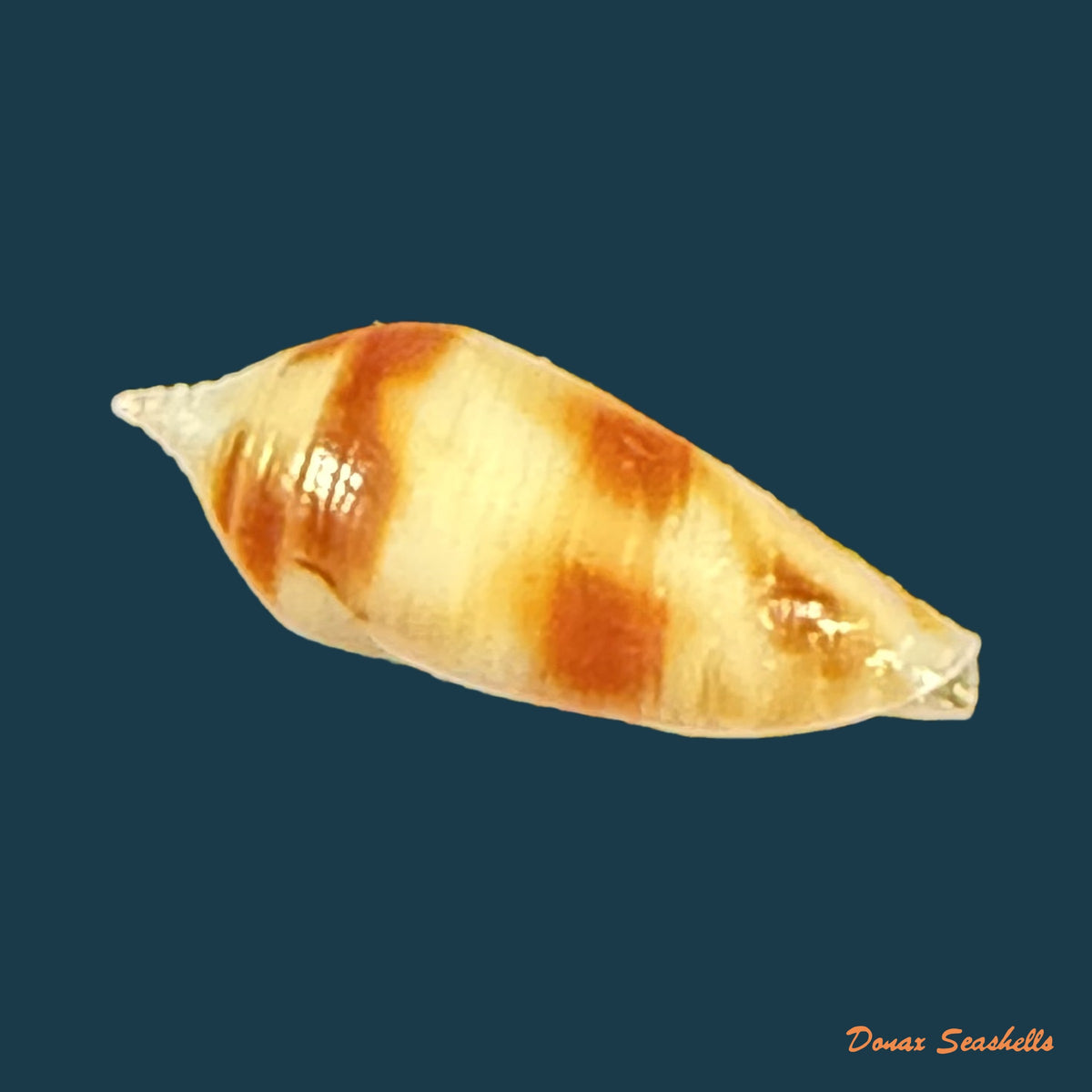 Conus mitratus Hwass, 1792 - 16,1mm