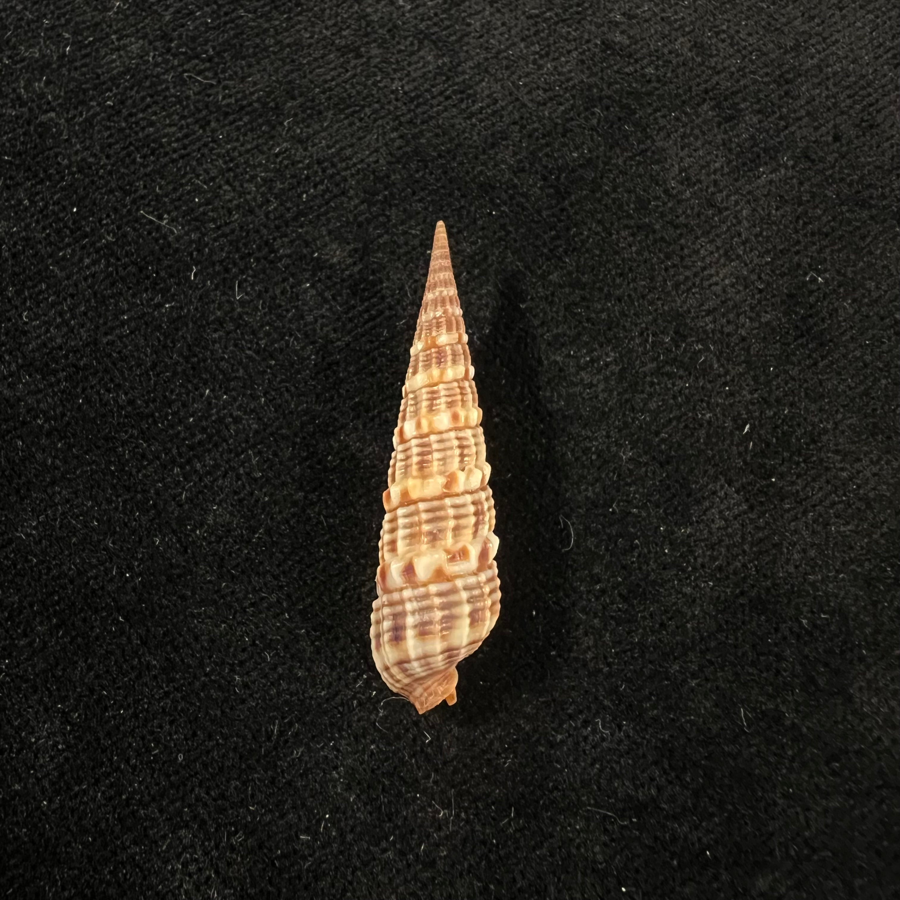Neoterebra variegata (JE 灰色, 1834) - 37,3mm
