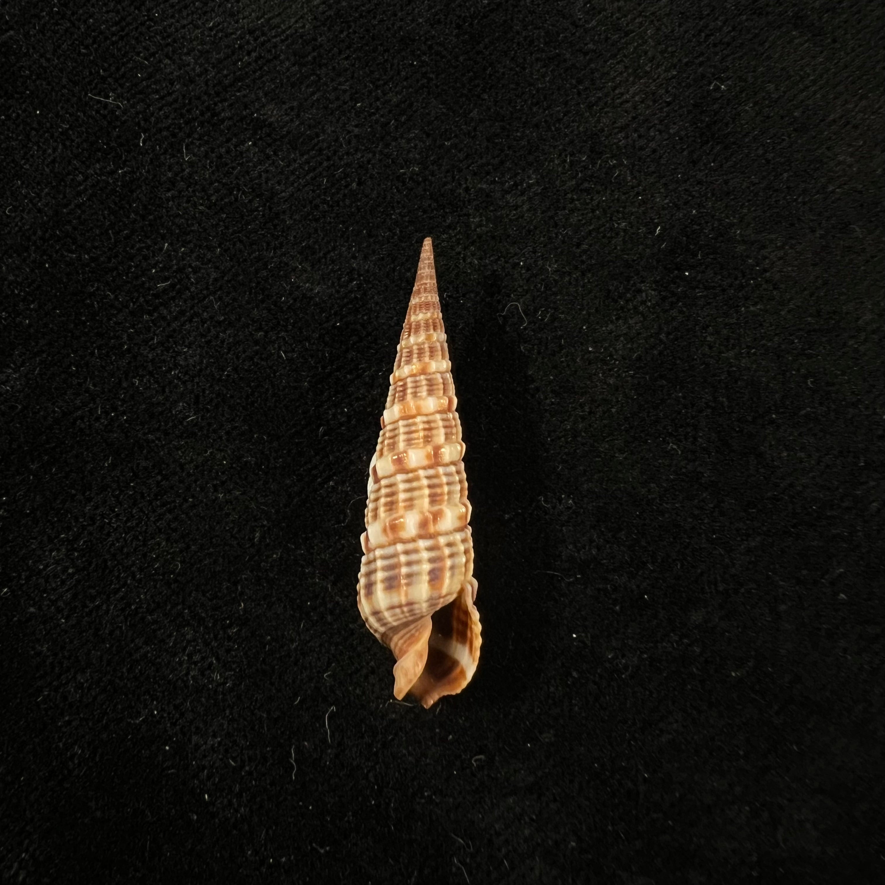 Neoterebra variegata (J. E. Gray, 1834) - 37,3mm