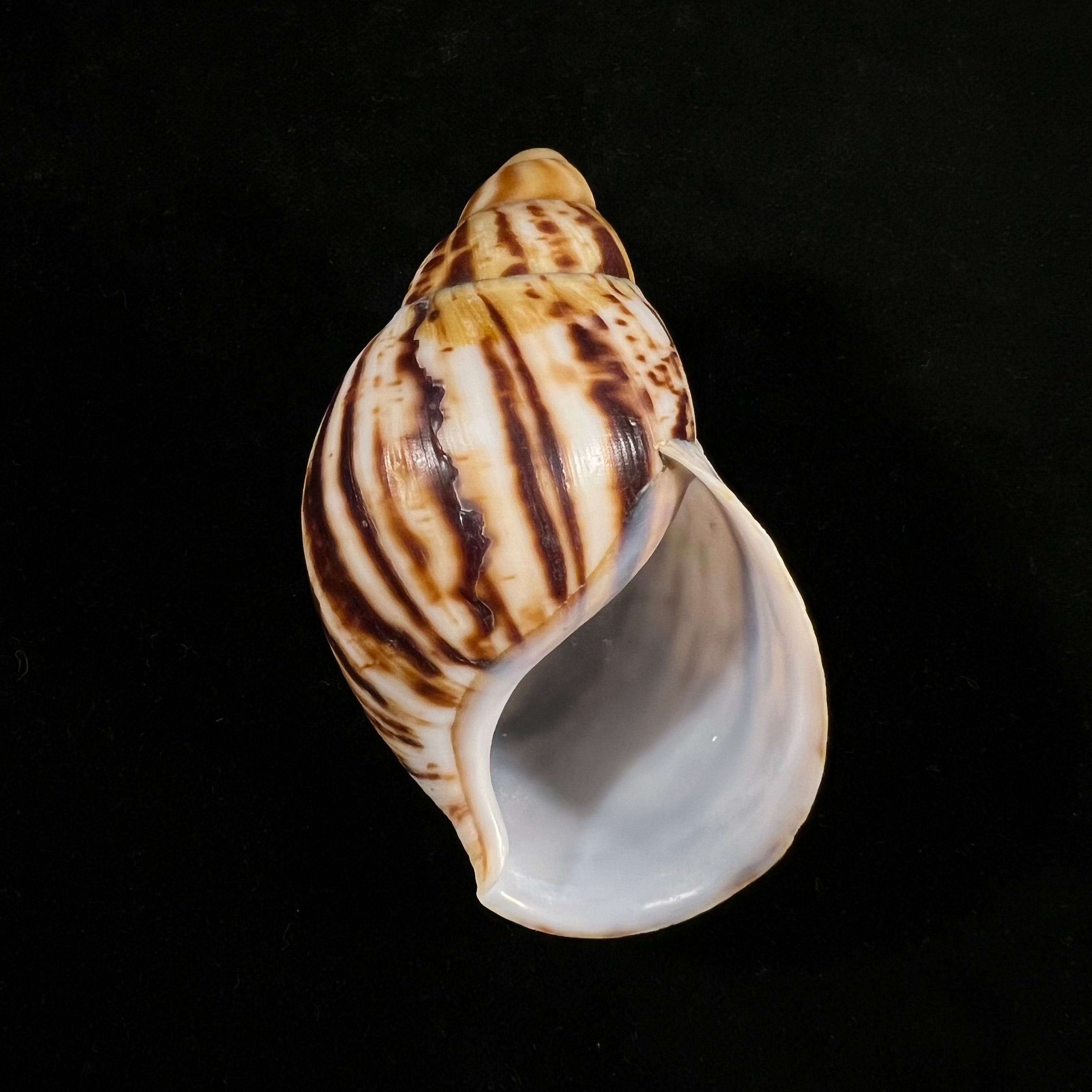 Archachatina marginata egregiella Bequaert & Clench, 1936 - 92,7mm