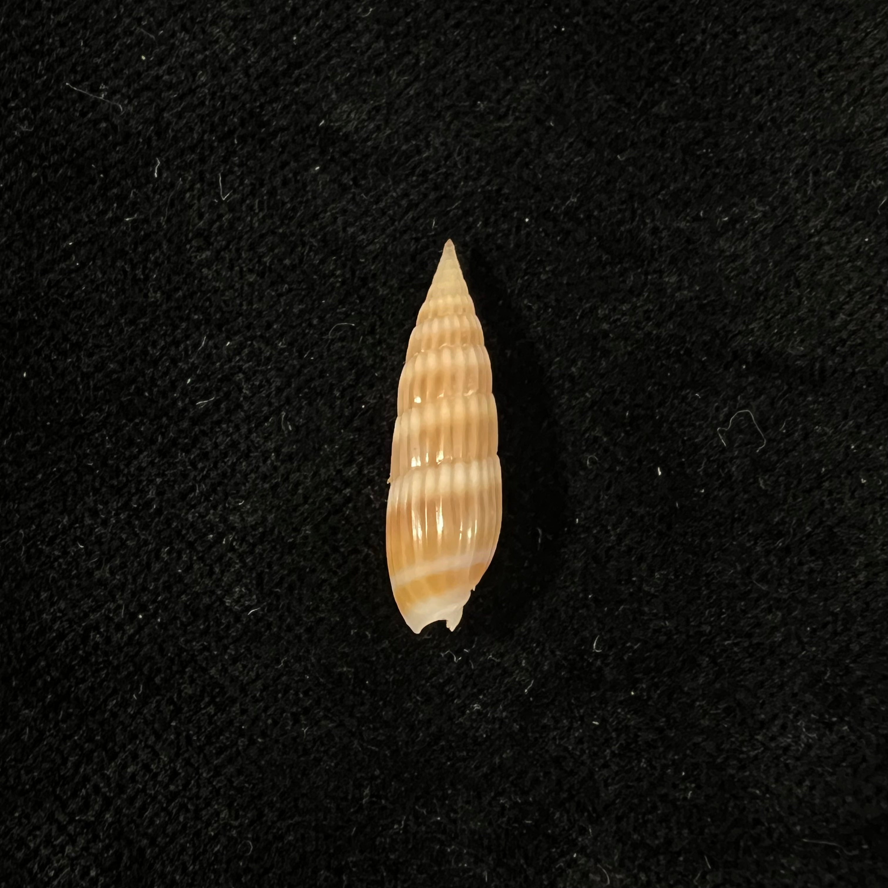 Hastula hastata (Gmelin, 1791) - 22,3mm