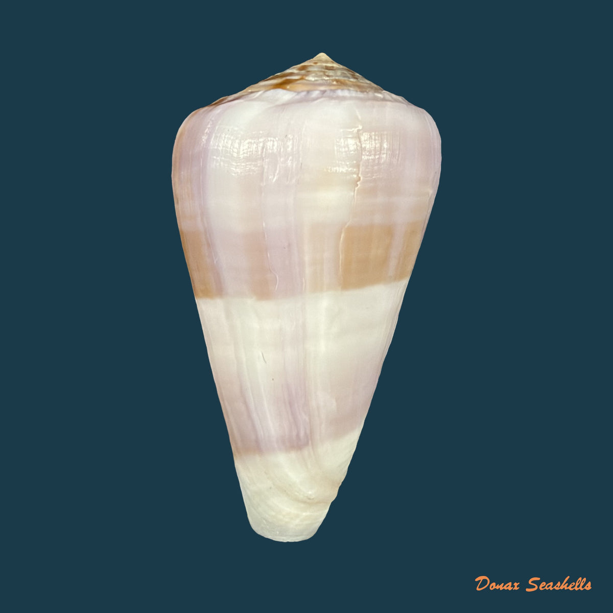 Conus carnalis G. B. Sowerby III, 1879 - 42,9mm