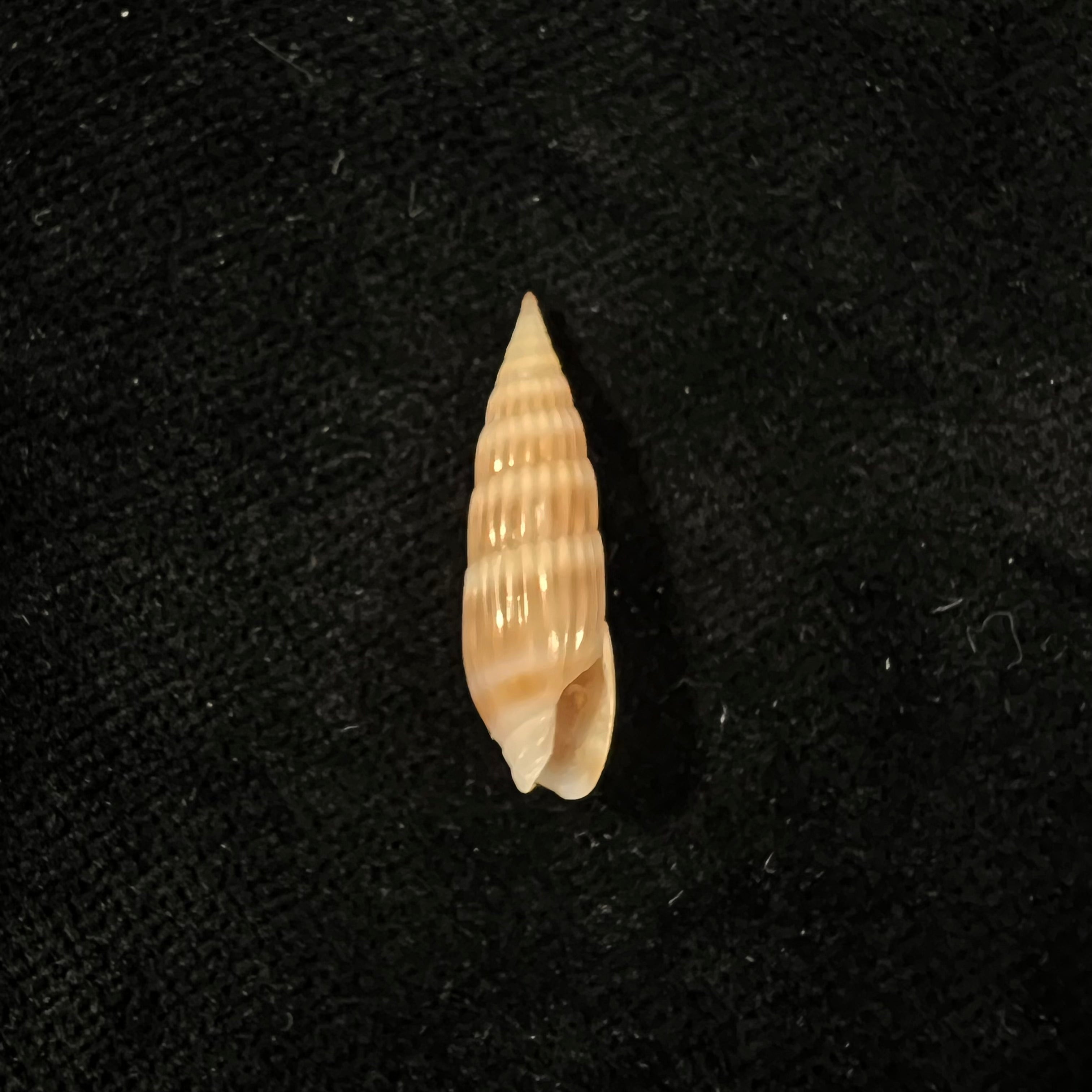 Hastula hastata (Gmelin, 1791) - 22,3mm