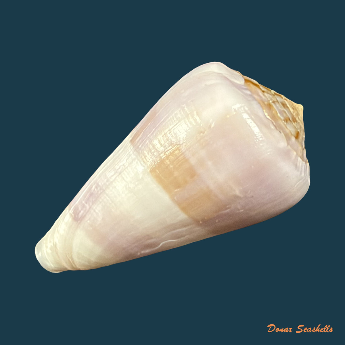 Conus carnalis G. B. Sowerby III, 1879 - 42,9mm