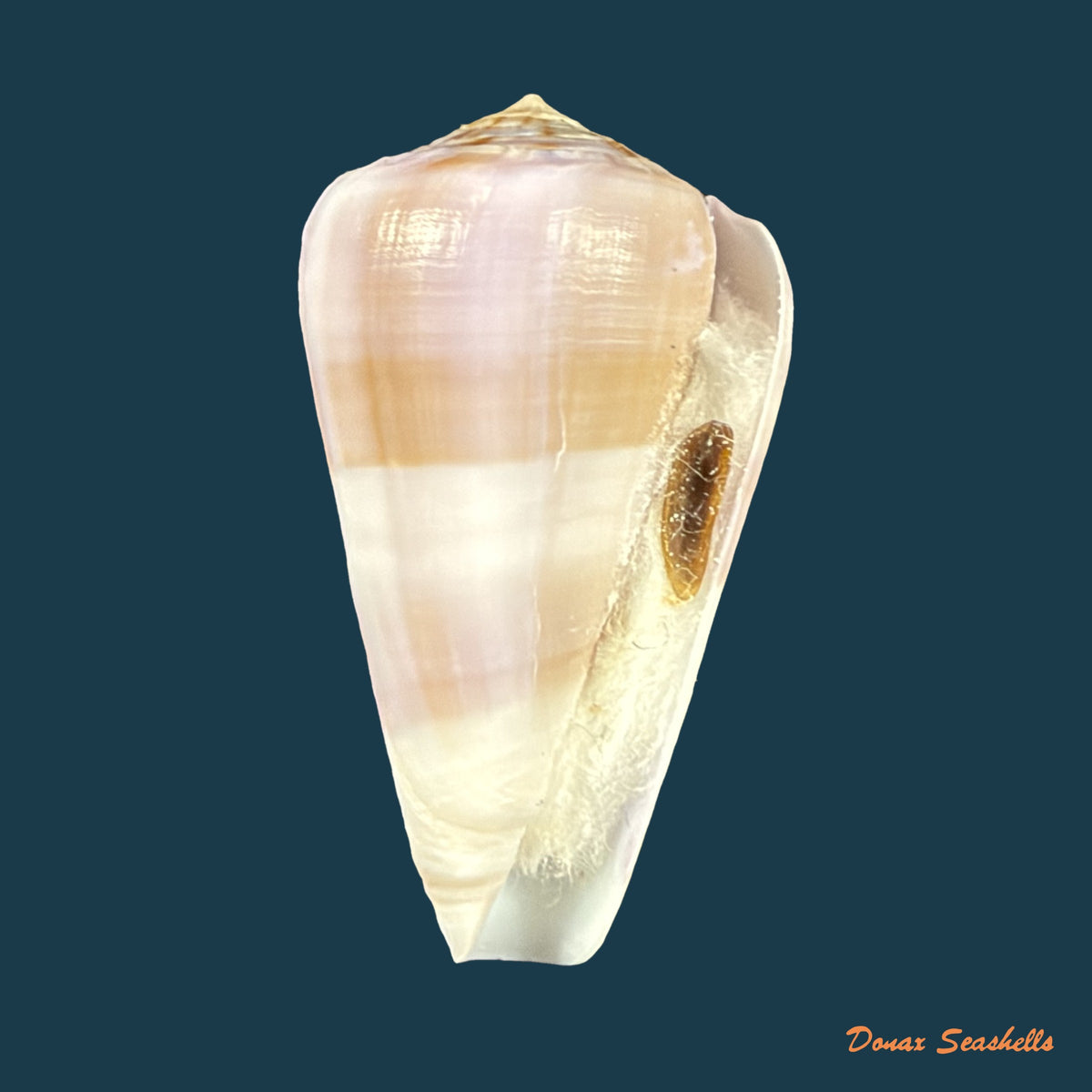 Conus carnalis G. B. Sowerby III, 1879 - 42,9mm