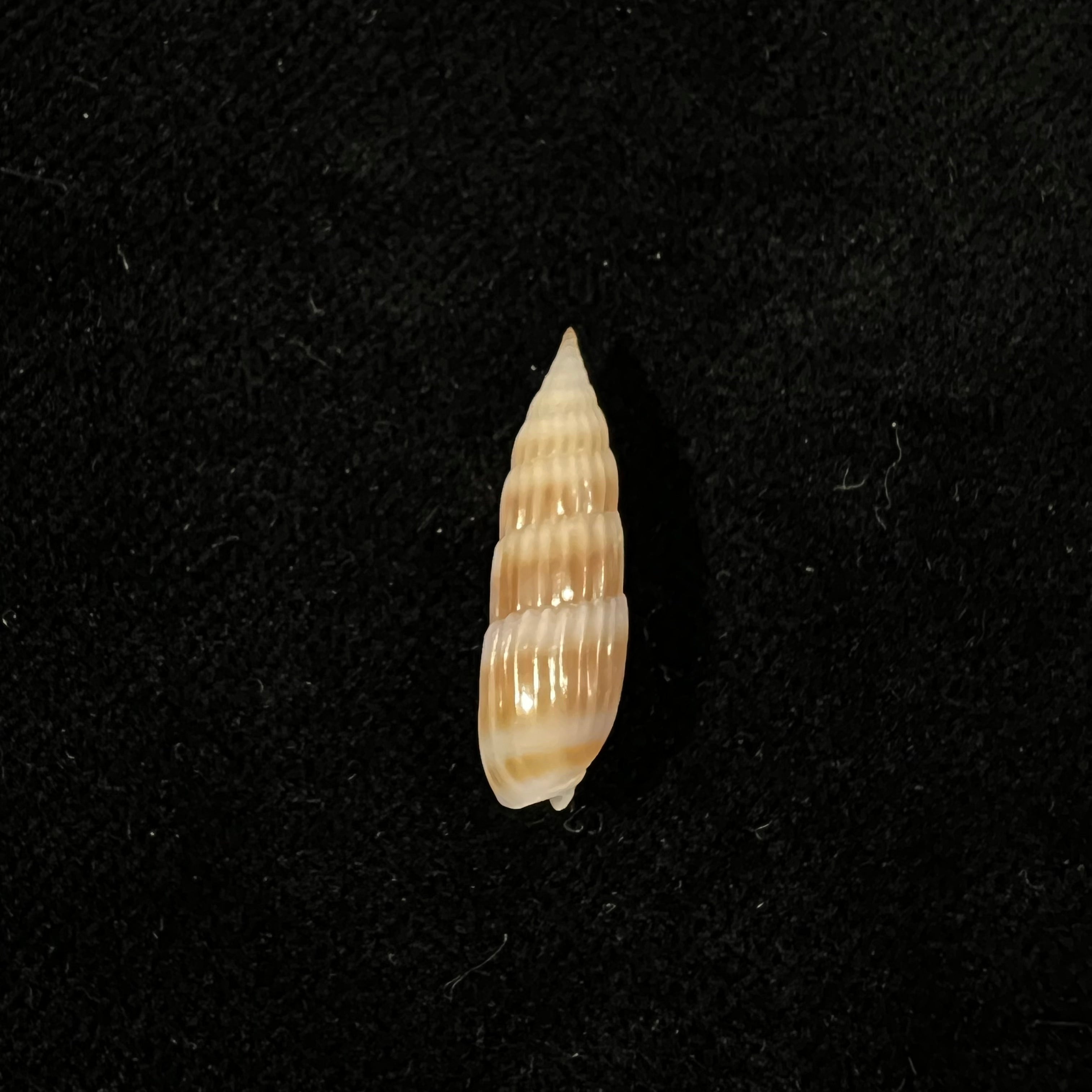 Hastula hastata (Gmelin, 1791) - 20,5mm