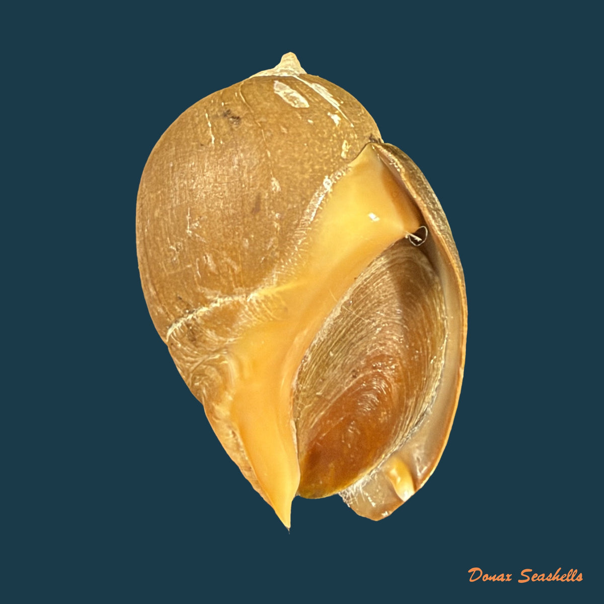 Pseudoliva crassa (Gmelin, 1791) - 35,1mm
