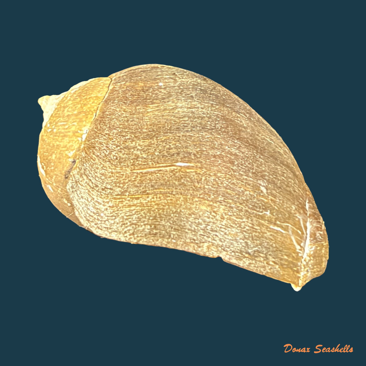 Pseudoliva crassa (Gmelin, 1791) - 35,1mm