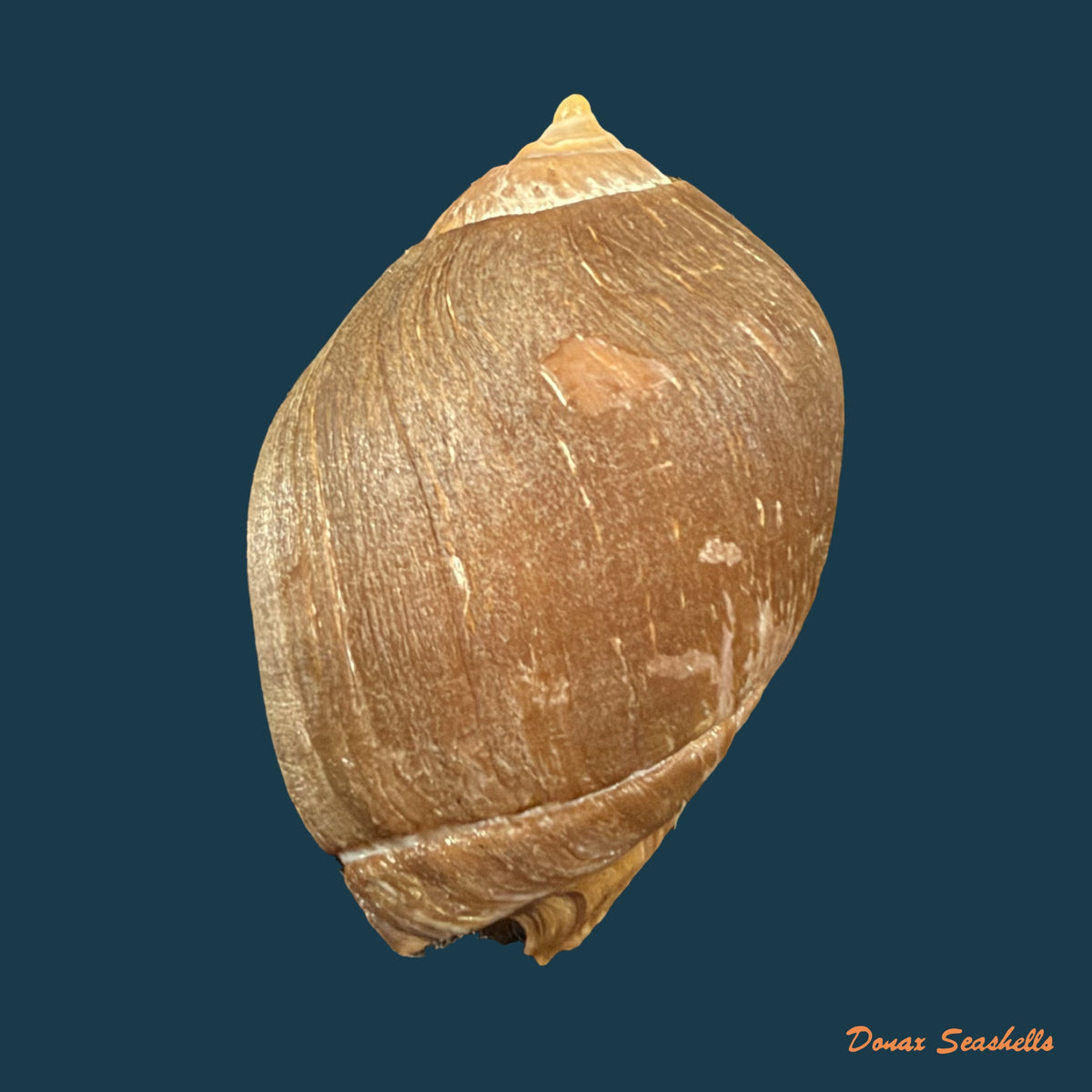 Pseudoliva crassa (Gmelin, 1791) - 33,5mm