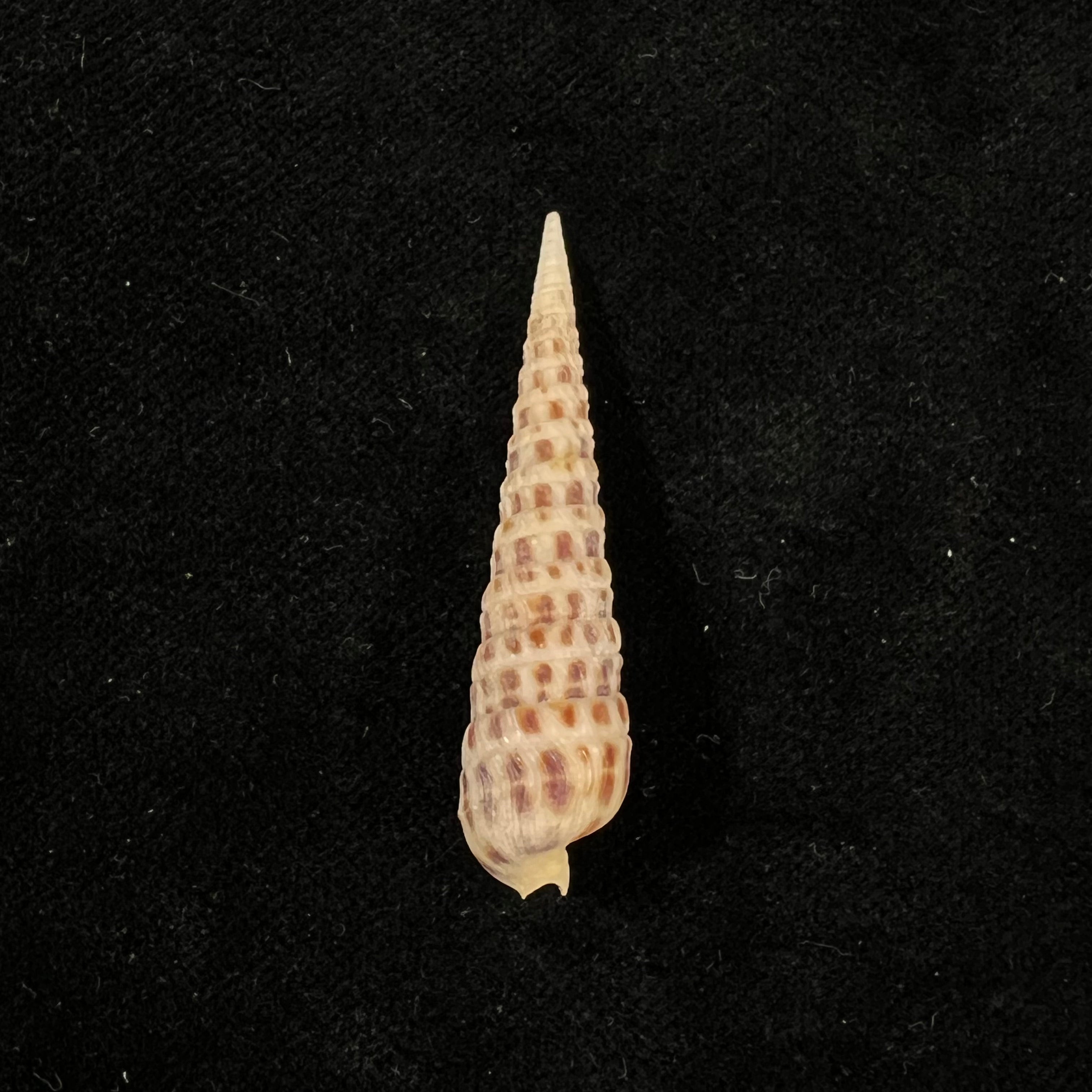 Terebra ornata 灰色，1834 - 45,1mm