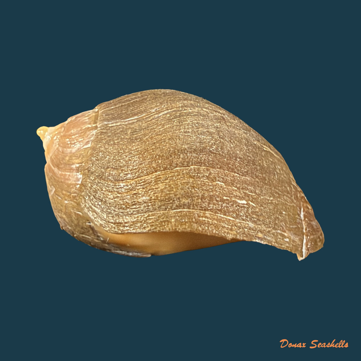 Pseudoliva crassa (Gmelin, 1791) - 33,5mm