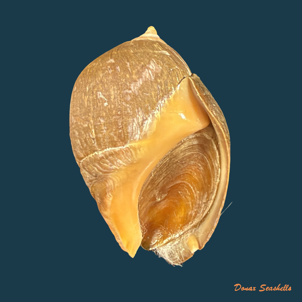 Pseudoliva crassa (Gmelin, 1791) - 33,5mm
