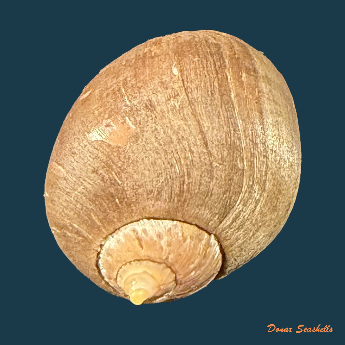 Pseudoliva crassa (Gmelin, 1791) - 33,5mm