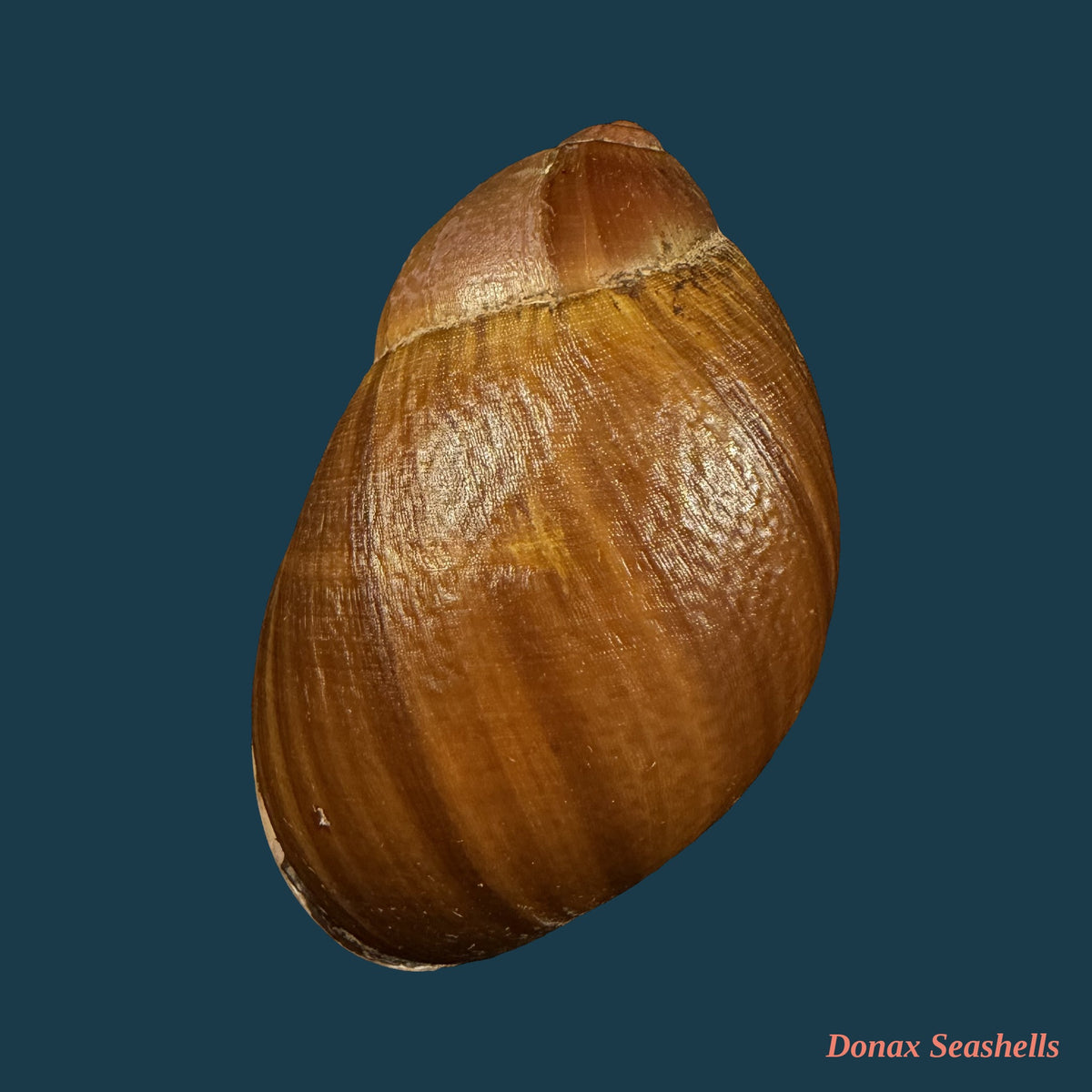 Megalobulimus fragilior (Ihering, 1901) - 79,3mm
