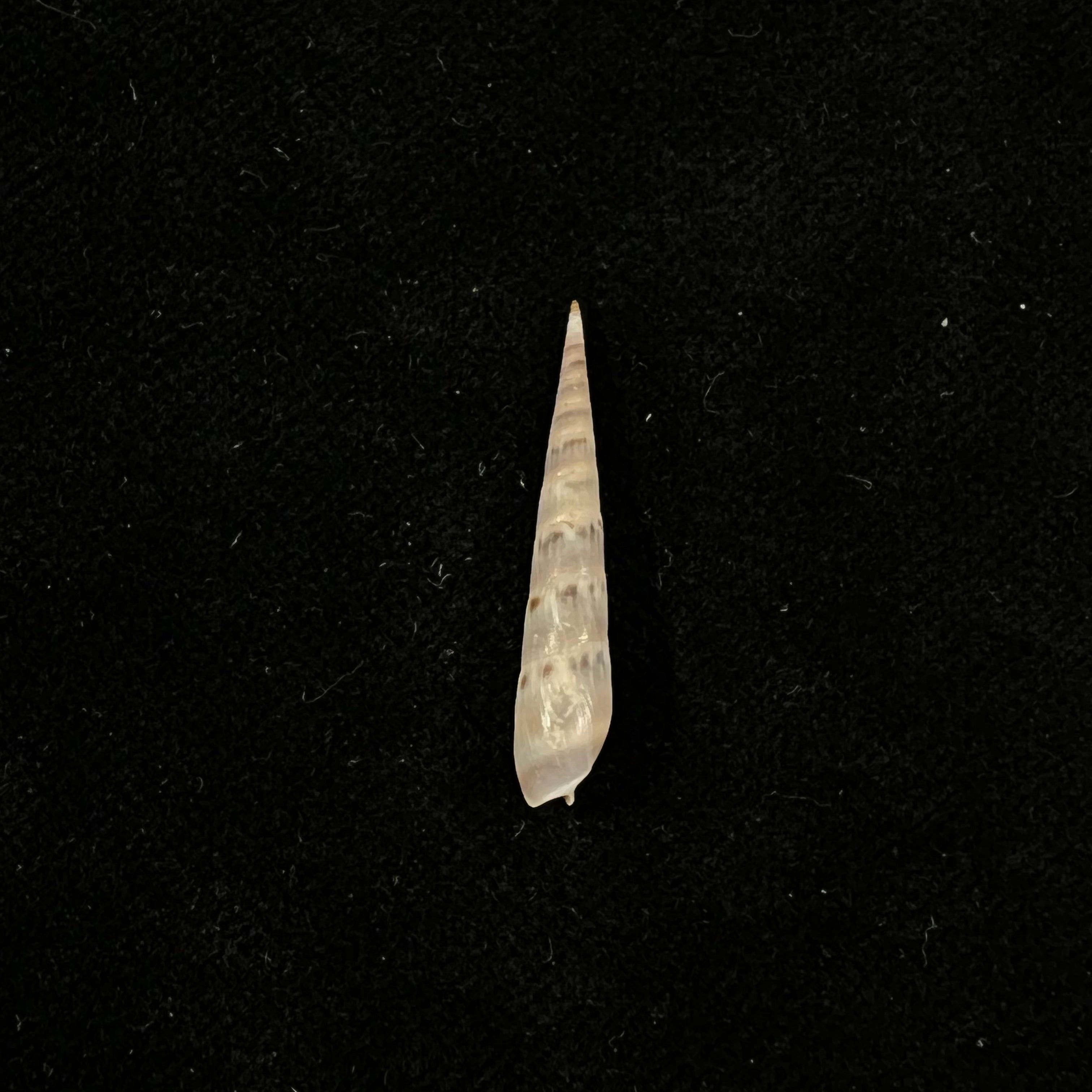 Hastula cuspidata (Hinds, 1844) - 26,6mm