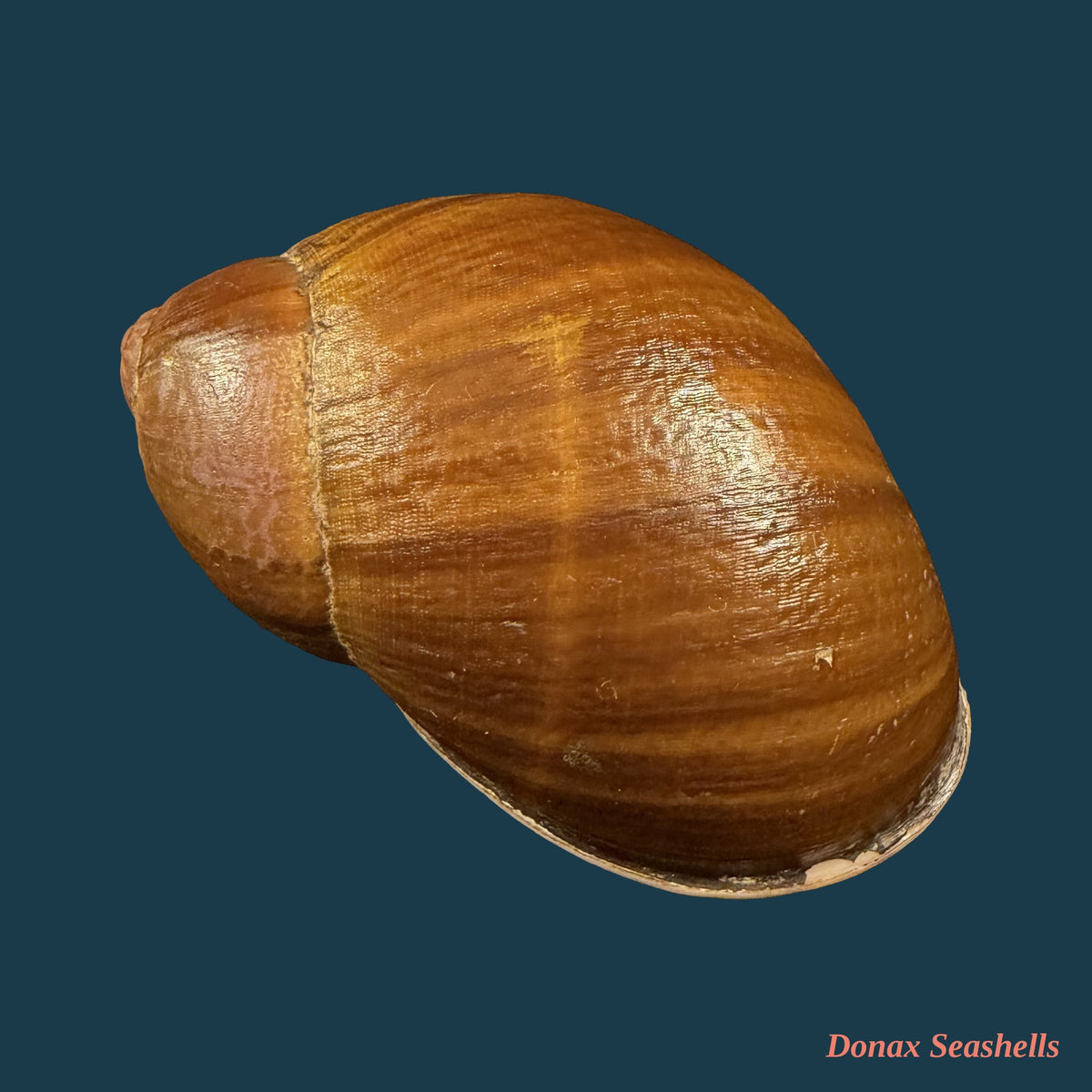Megalobulimus fragilior (Ihering, 1901) - 79,3mm