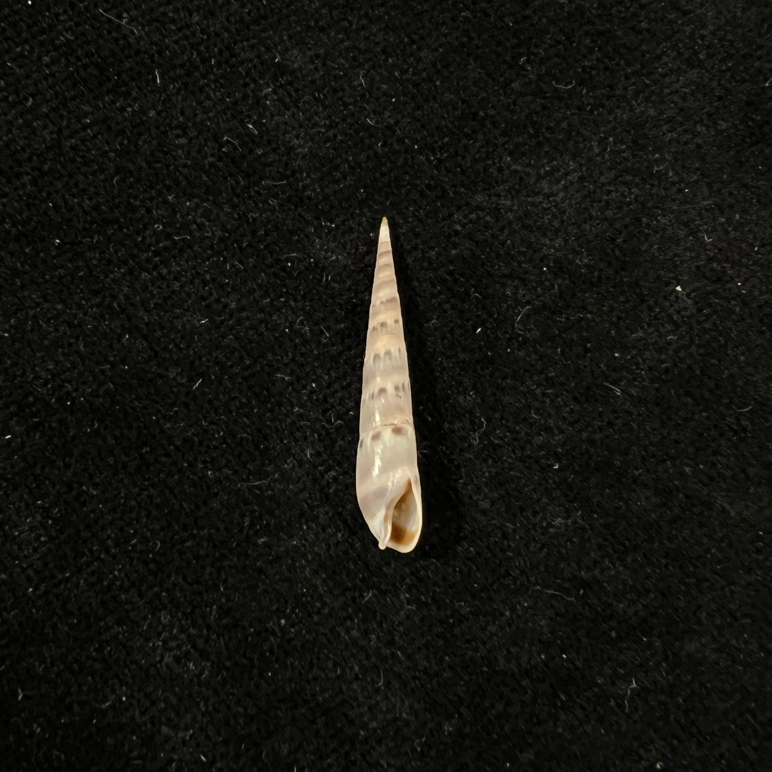 Hastula cuspidata (Hinds, 1844) - 26,6mm