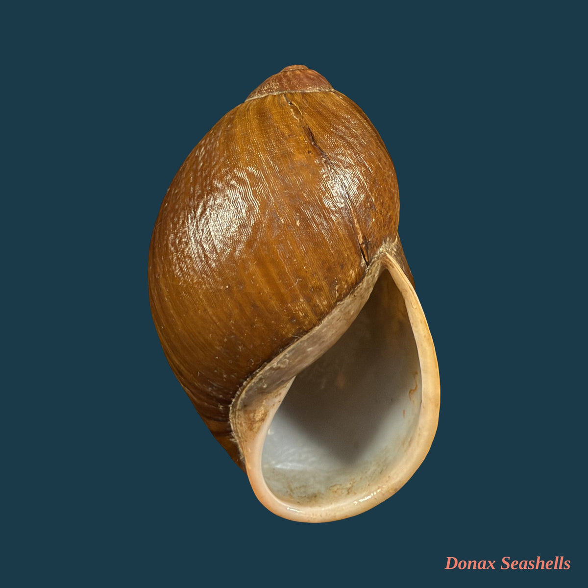 Megalobulimus fragilior (Ihering, 1901) - 79,3mm