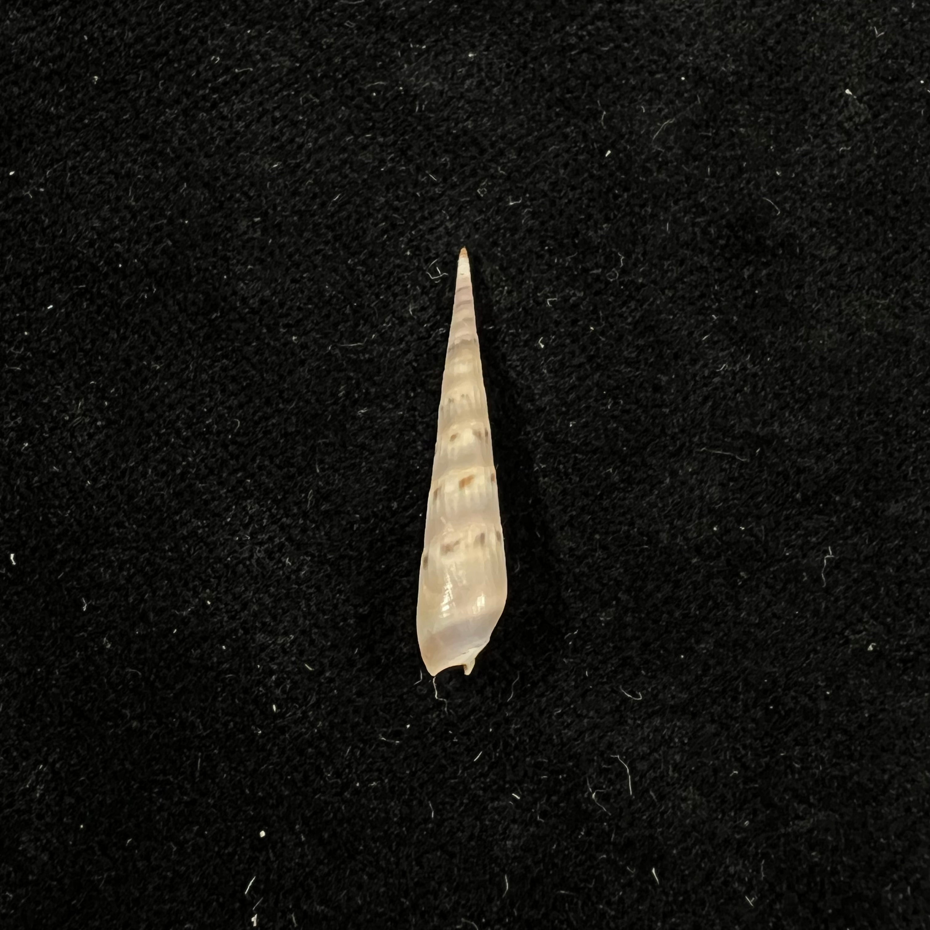 Hastula cuspidata (Hinds, 1844) - 27,5mm