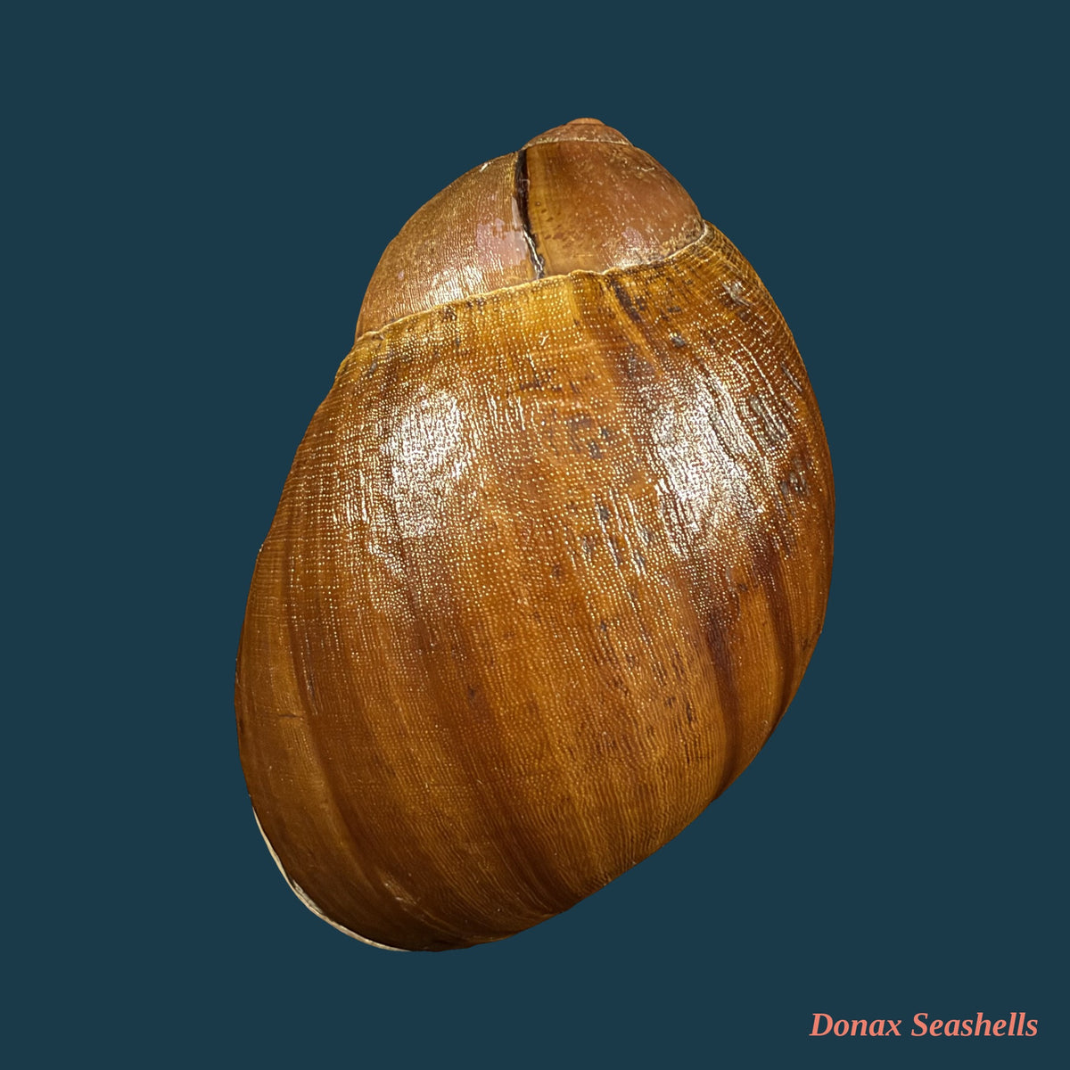 Megalobulimus fragilior (Ihering, 1901) - 79,7mm